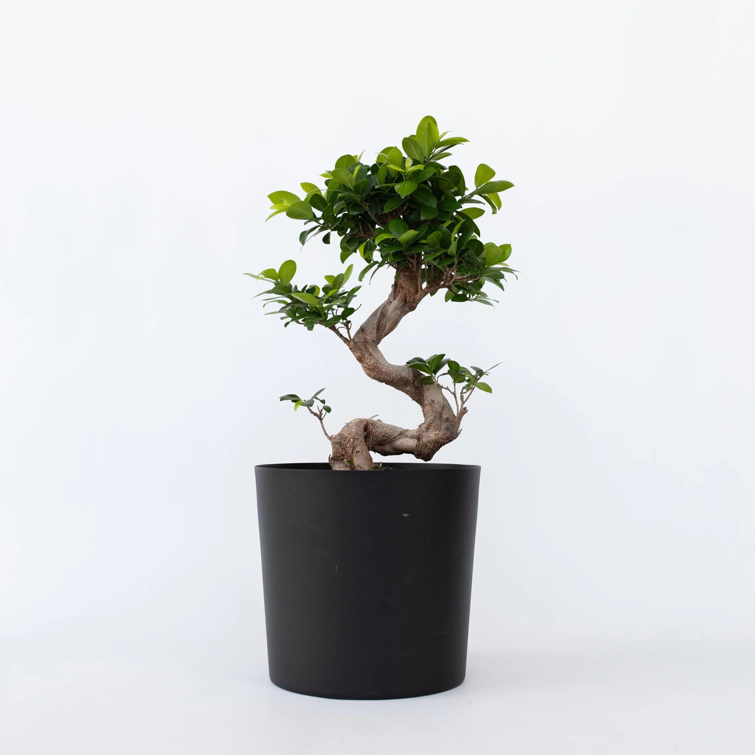 Plant in a Box - Ficus Ginseng S-Shape - Bonsai - Japański Bonsai - Doniczka 20cm - Wysokość 55-65cm