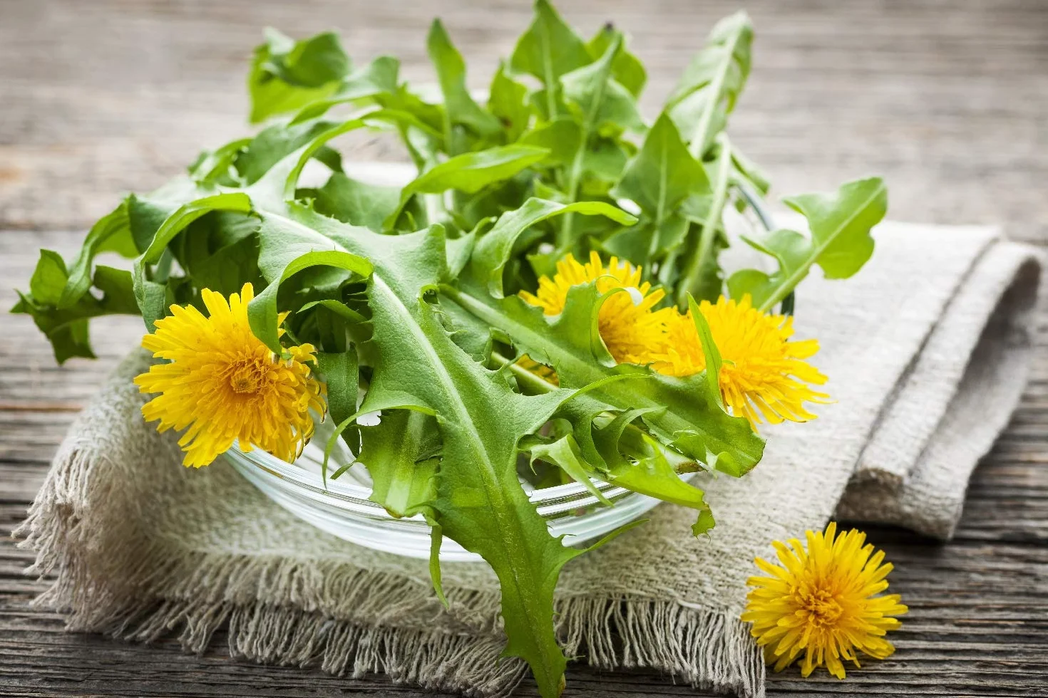 SAFLAX - Bio - Mniszek Lekarski - 400 Nasiona - Taraxacum officinale