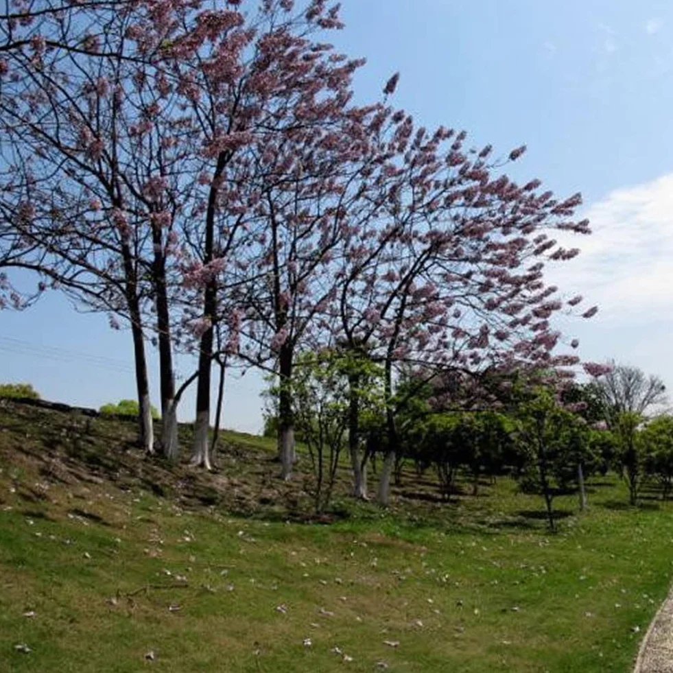 Saterkali Nasiona Paulownia Elongata, 100 szt. Nasiona Paulownia Elongata Las Szybko rosnące drzewo Roślina ogrodowa do domu Nasiona Paulowni
