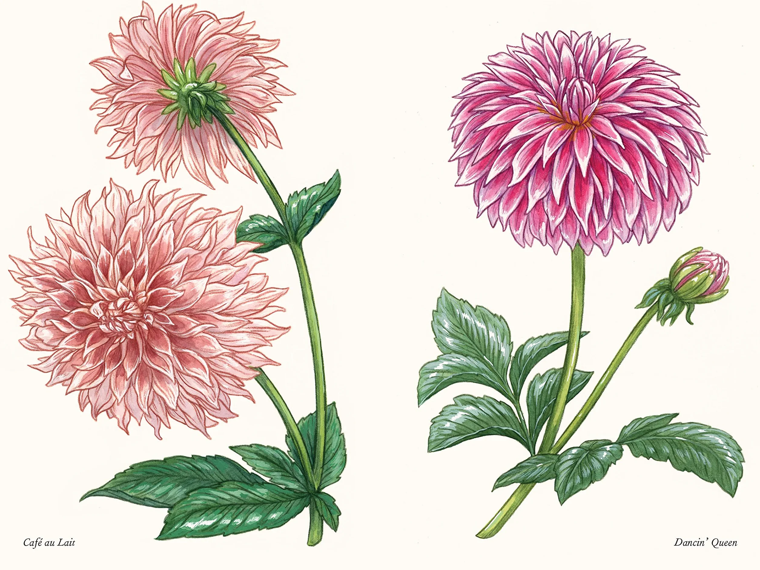 Dahlias: A Little Book of Flowers