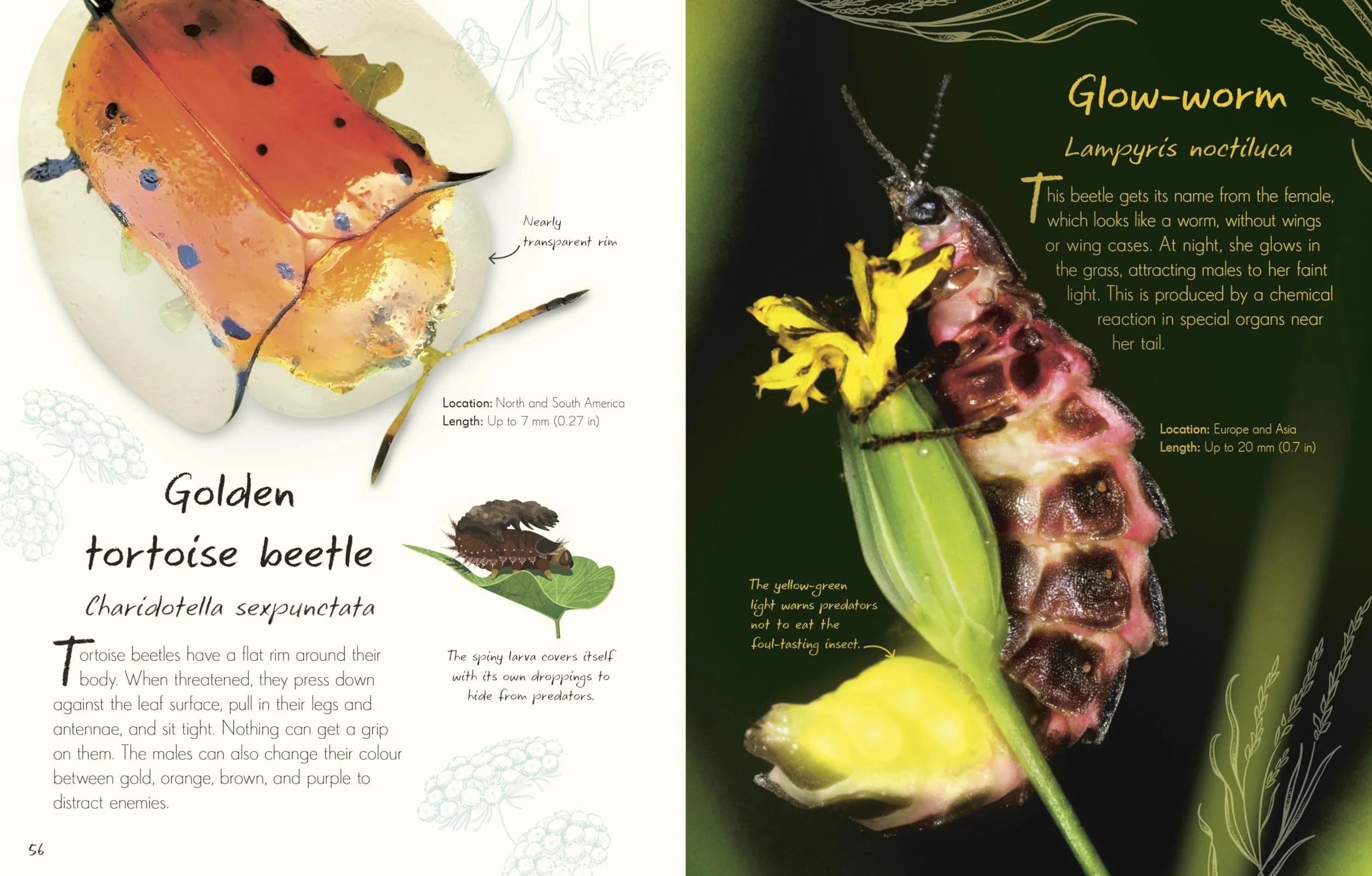 An Anthology of Beetles: A Collection of Brilliant Beetles from Around the World