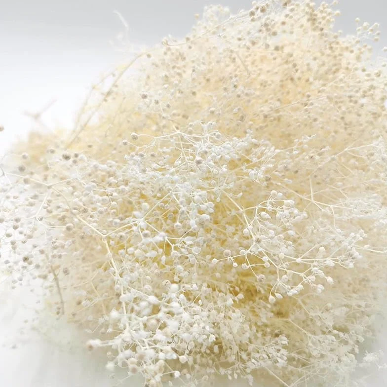 Gipsówka Stabilizowana MINI - (gypsophila) - Bielona