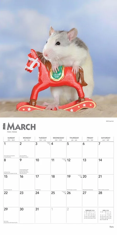 Rats – Ratten 2026 – 16-Monatskalender: Original BrownTrout-Kalender [Mehrsprachig] [Kalender]