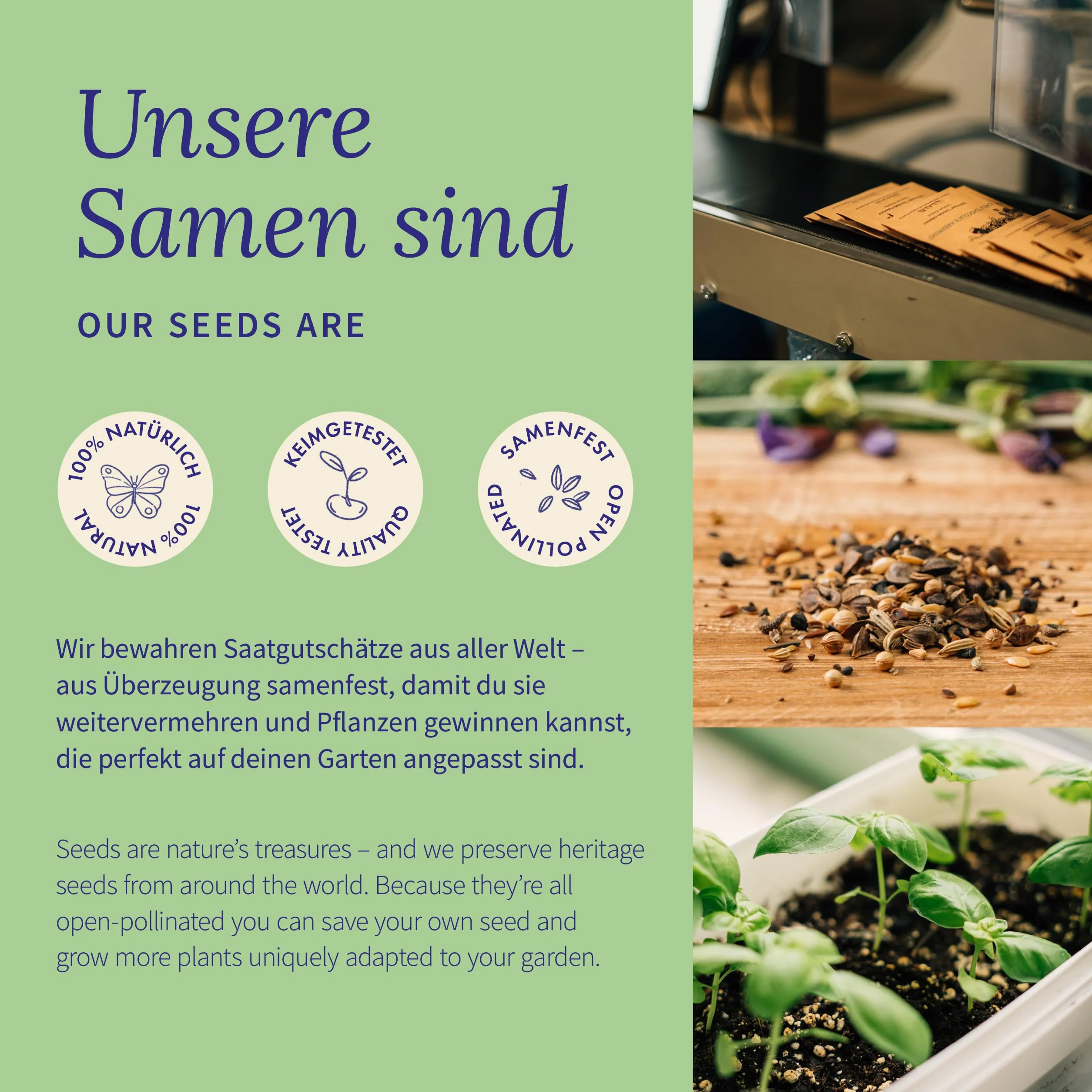 Magic Garden Seeds - Kocie zioła: kocimiętka, waleriana, szałwia muszkatołowa i trawa dla kotów – pudełko na nasiona z 4 ziołami do zabawy, gryzienia i relaksu