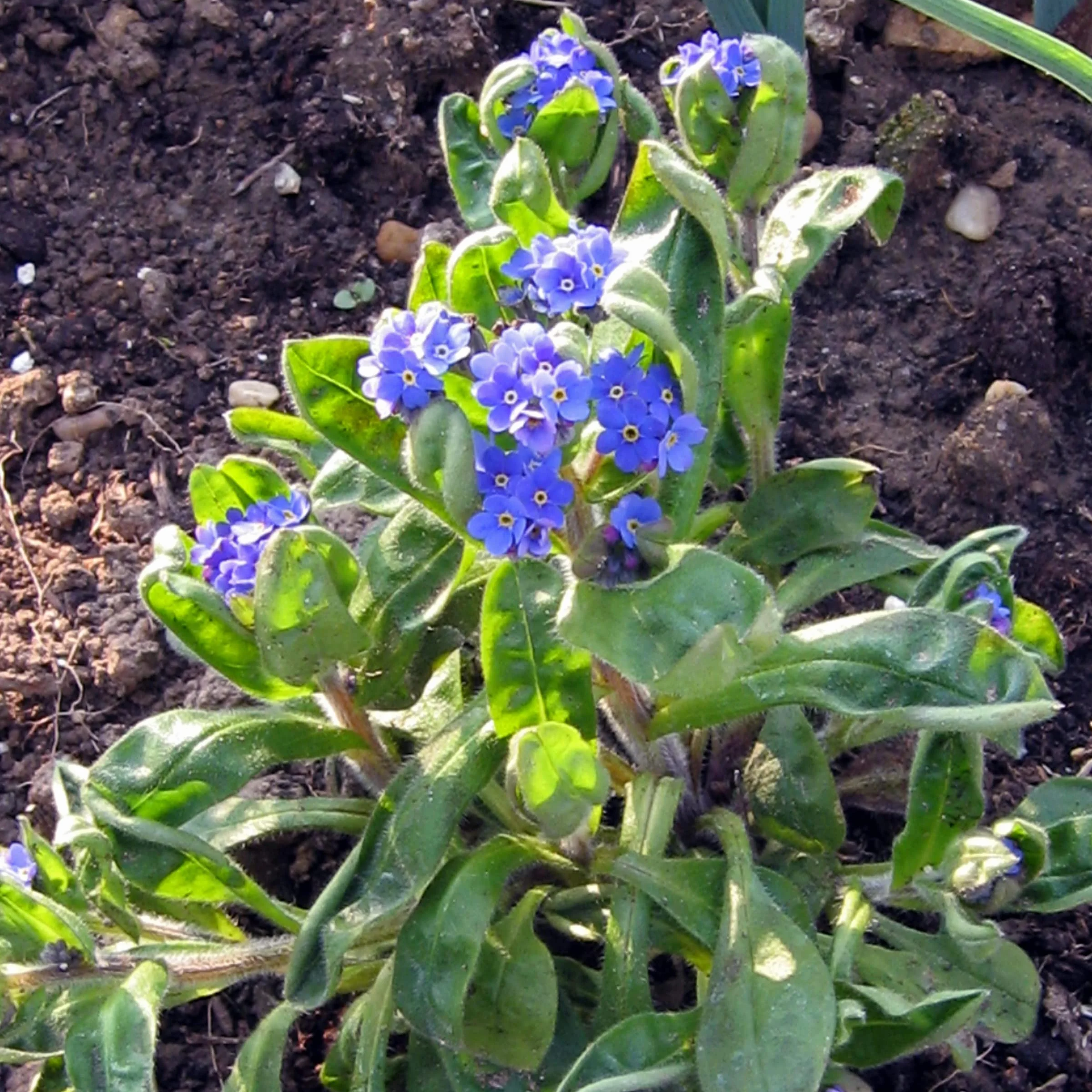 Niezapominajka błękitna (Myosotis sylvatica) 600 nasion