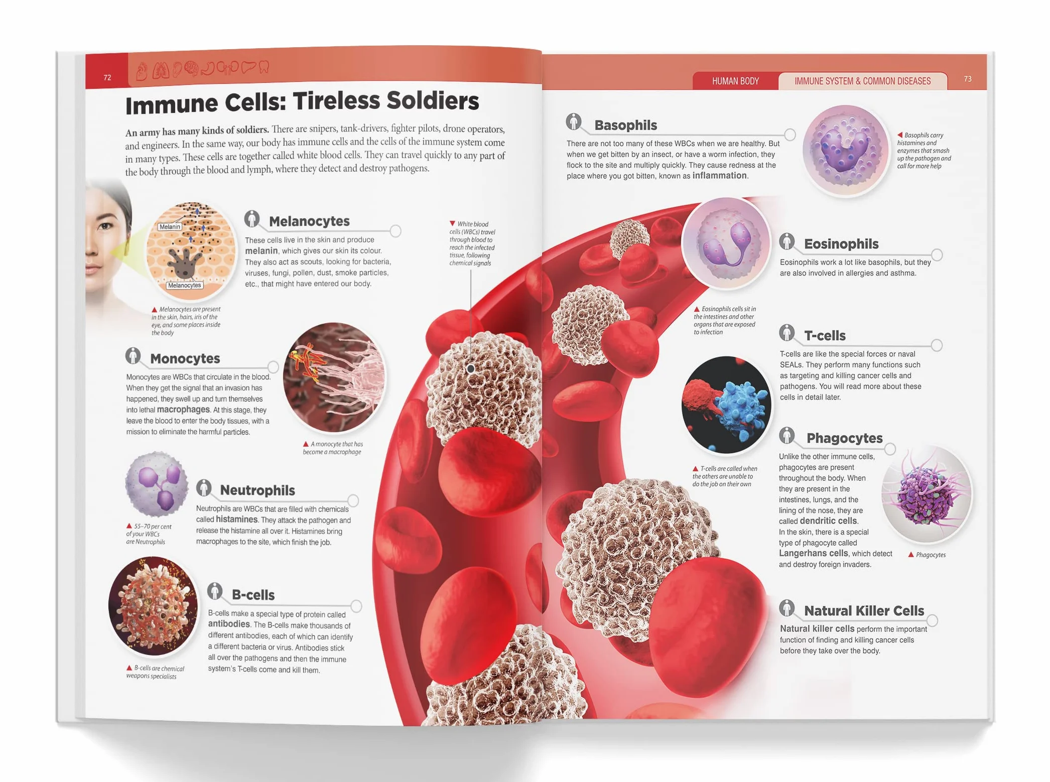 Knowledge Encyclopedia: Human Body