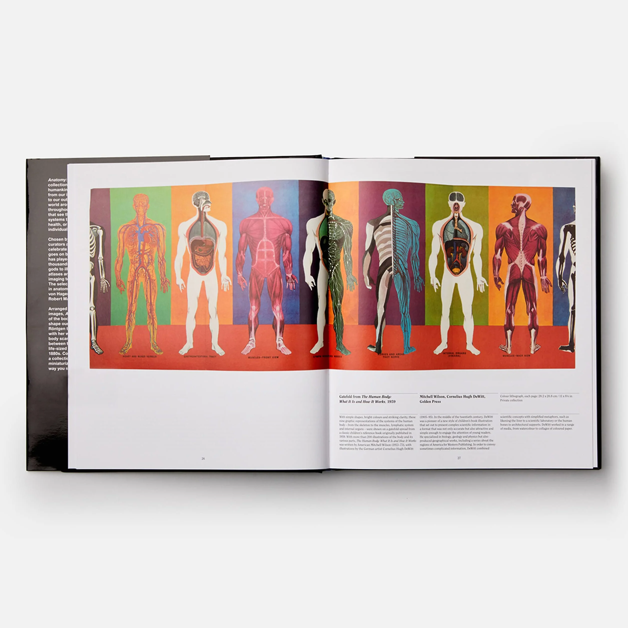 Anatomy: Exploring the Human Body
