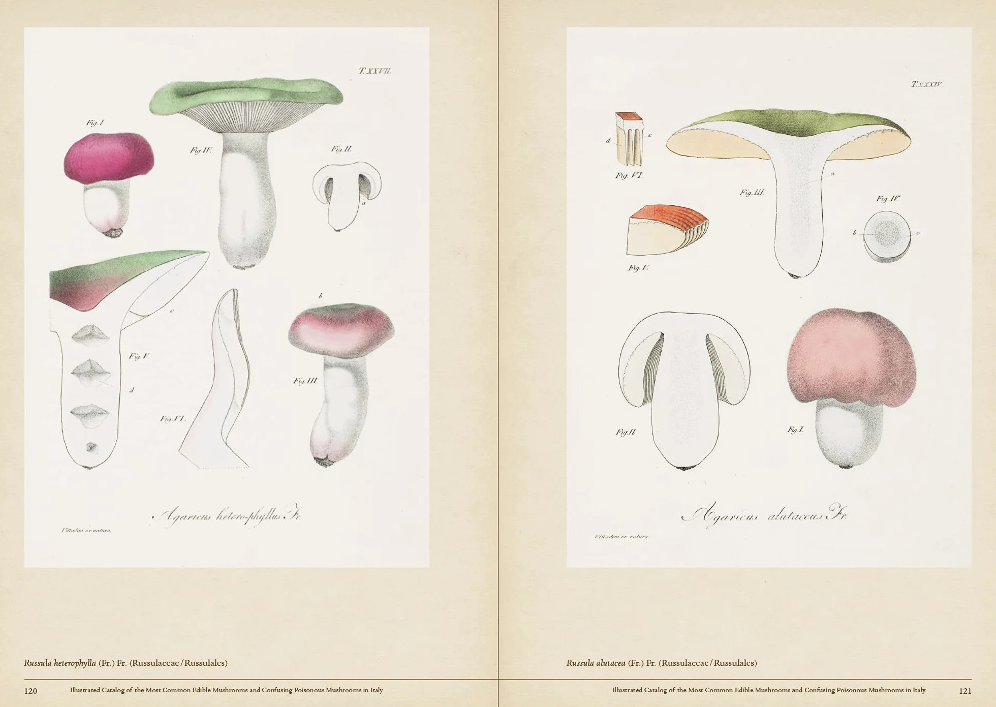 Mushroom Botanical Art /anglais