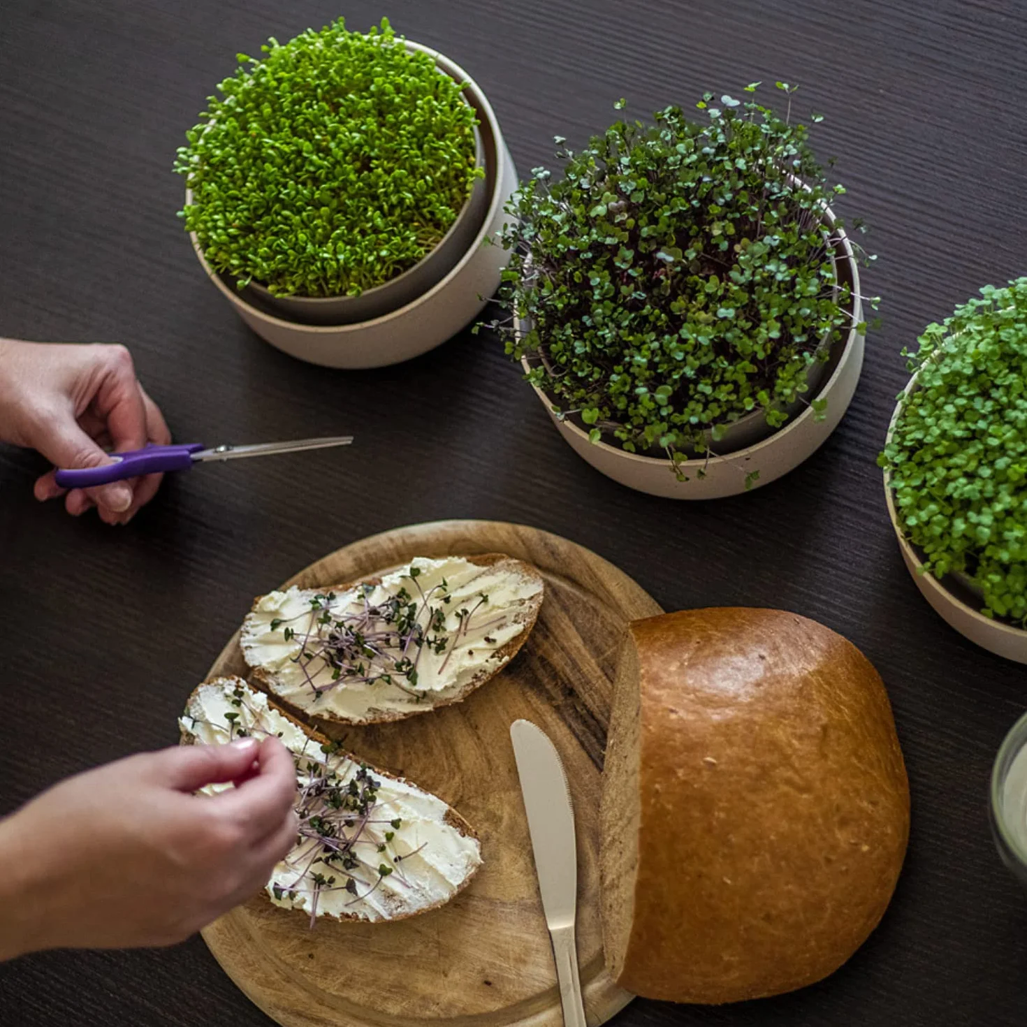 Urbalive Duża Misa na Kiełki, 16 cm, do Kiełków, Nasion Rzeżuchy, Mikrozielonych - Designerskie Sitko z Wysokiej Jakości Tworzywa Sztucznego, Pojemnik na Kiełki, Urządzenie do Kiełkowania