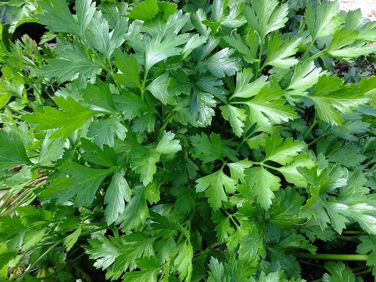 Partia 500 nasion włoskiej pietruszki olbrzymiej - Tradycyjna i bardzo aromatyczna roślina - Niezastąpiona w kuchni - 100% naturalna - Gustowna jakość - Gwarancja kiełkowania - 100% powtarzalności