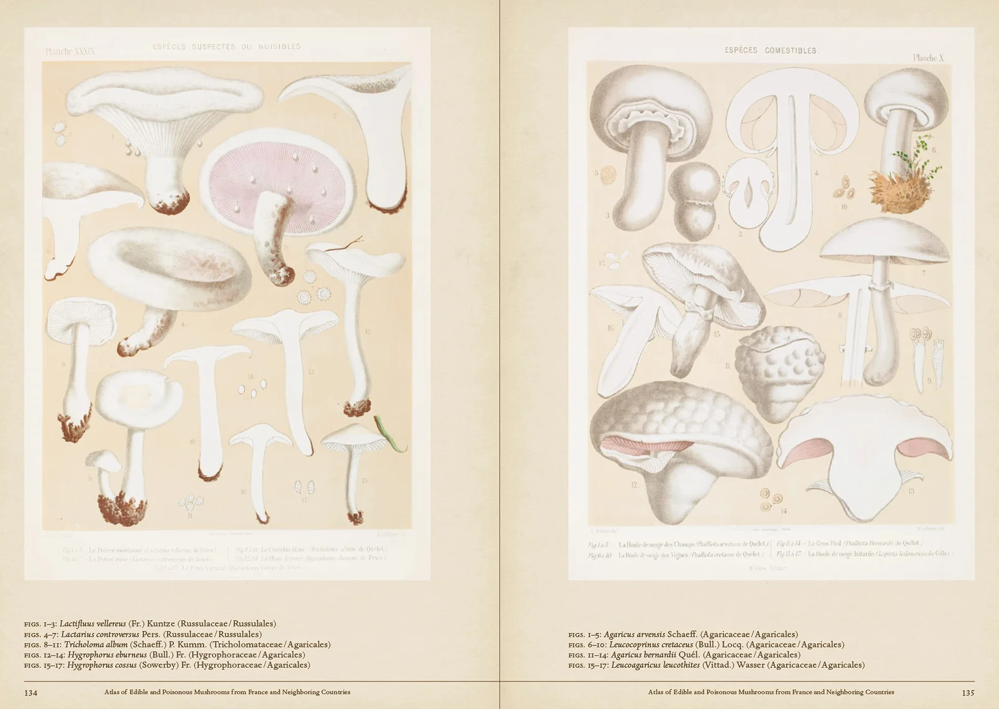 Mushroom Botanical Art /anglais