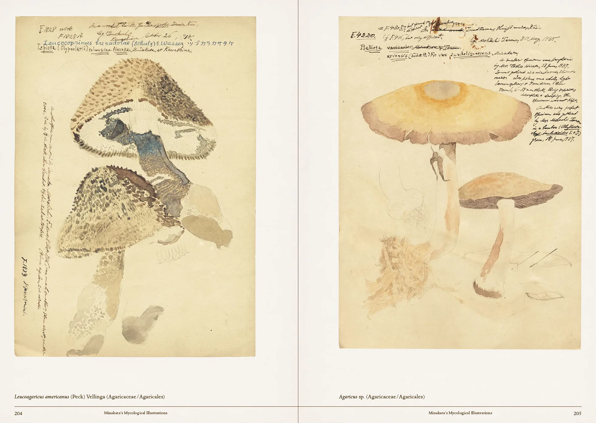 Mushroom Botanical Art /anglais