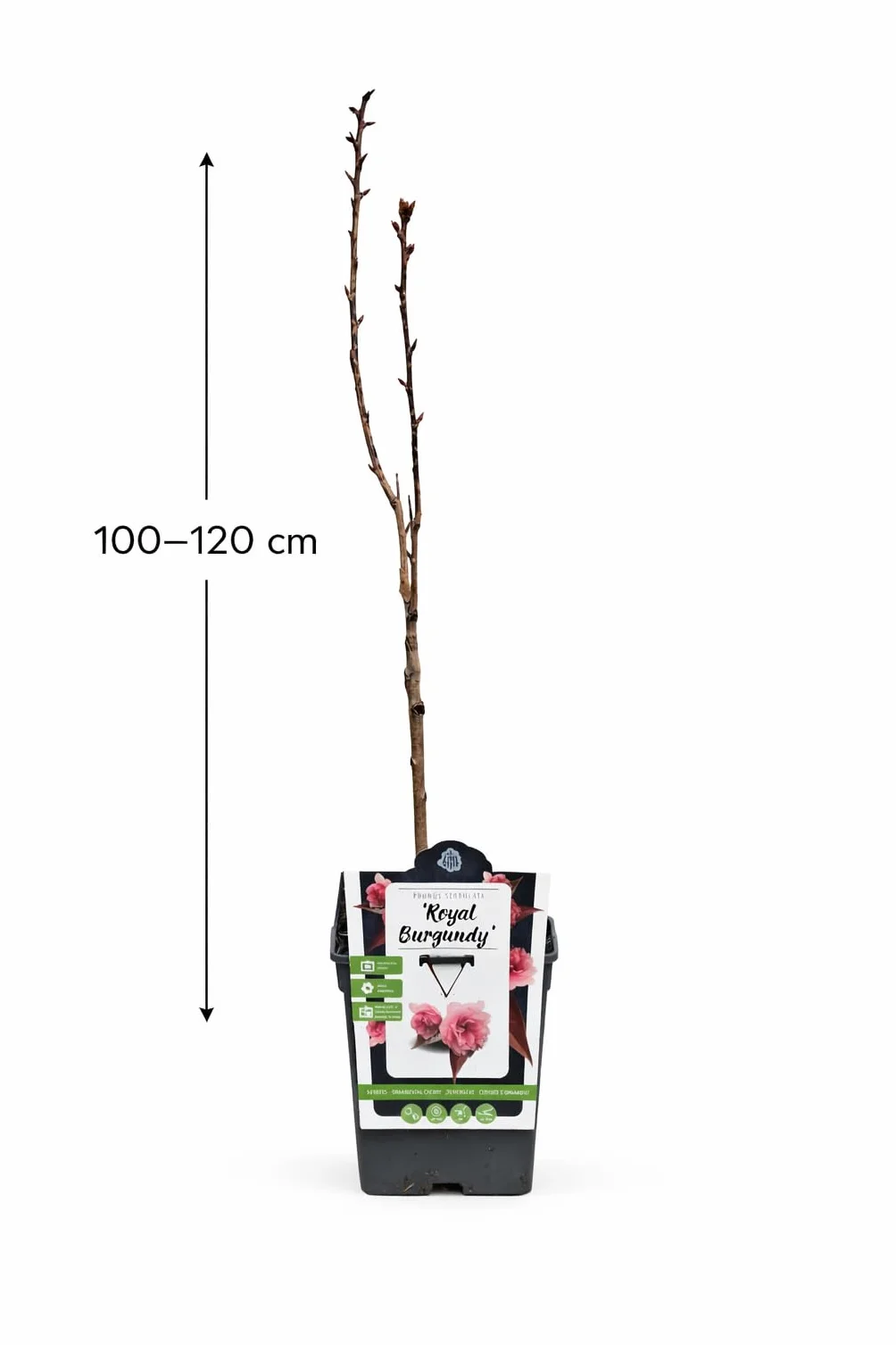Prunus serrulata 'Royal Burgundy' 100-120 cm - japońska wiśnia goździkowa - ozdobna wiśnia