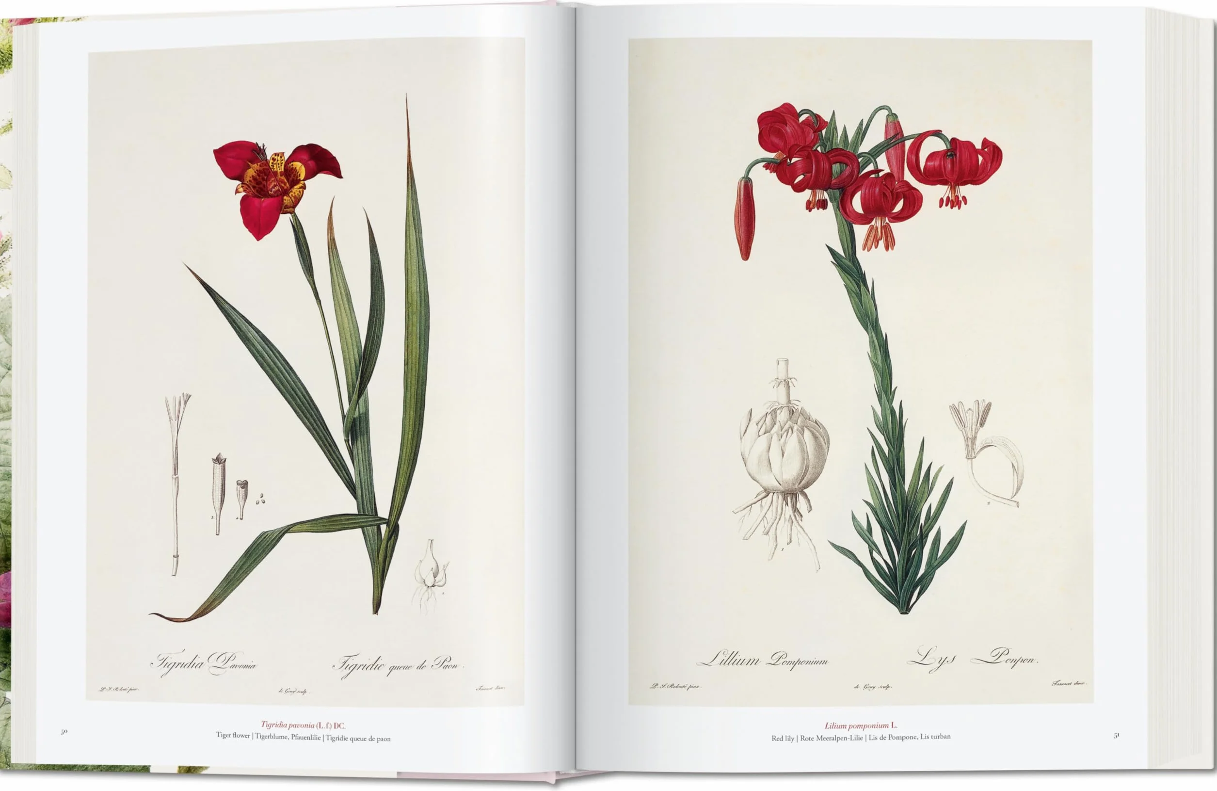 Redouté: El libro de las flores