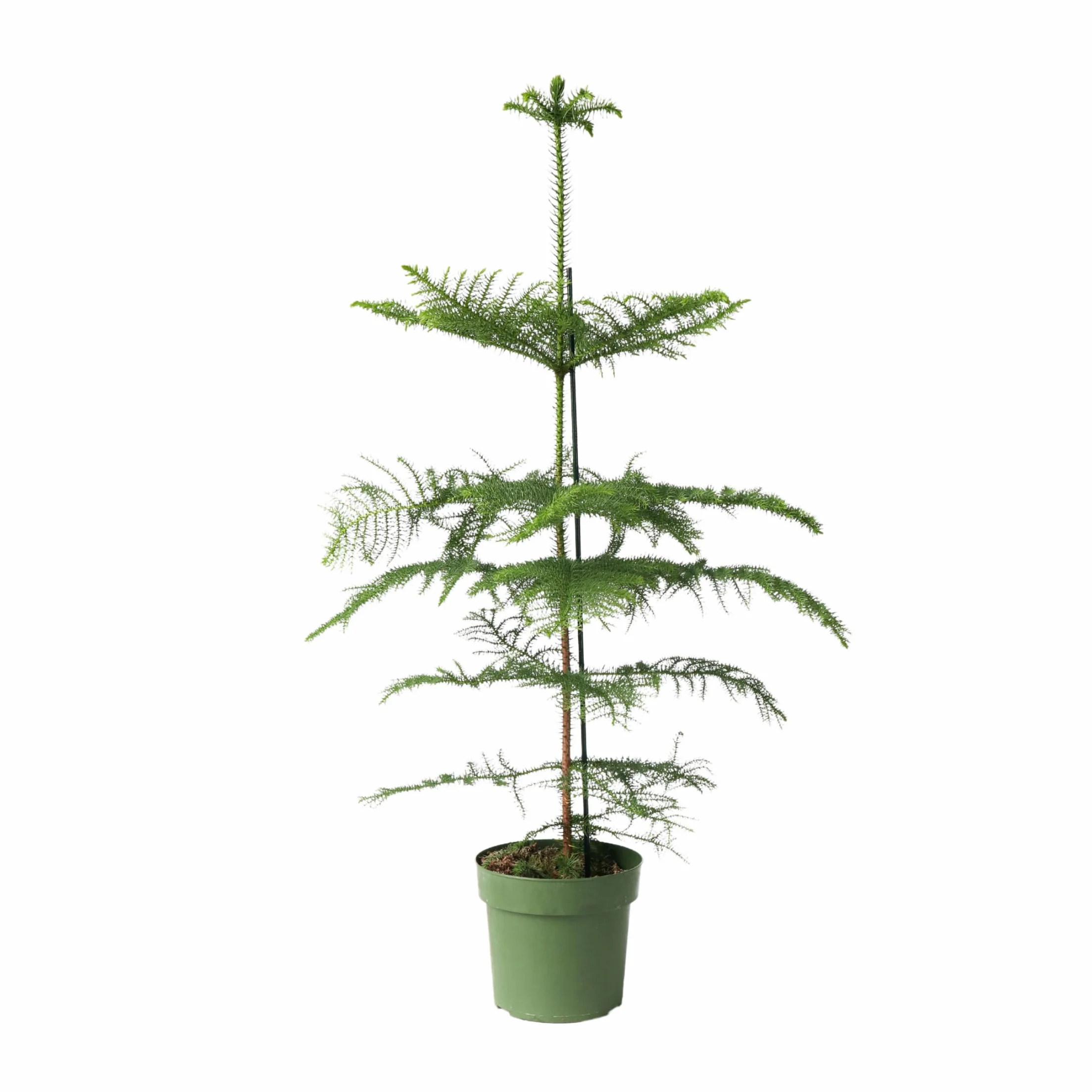 Plant in a Box - Araucaria Heterophylla - Sosna Norfolk - Sosna Pokojowa - Doniczka 21cm - Wysokość 70-80cm