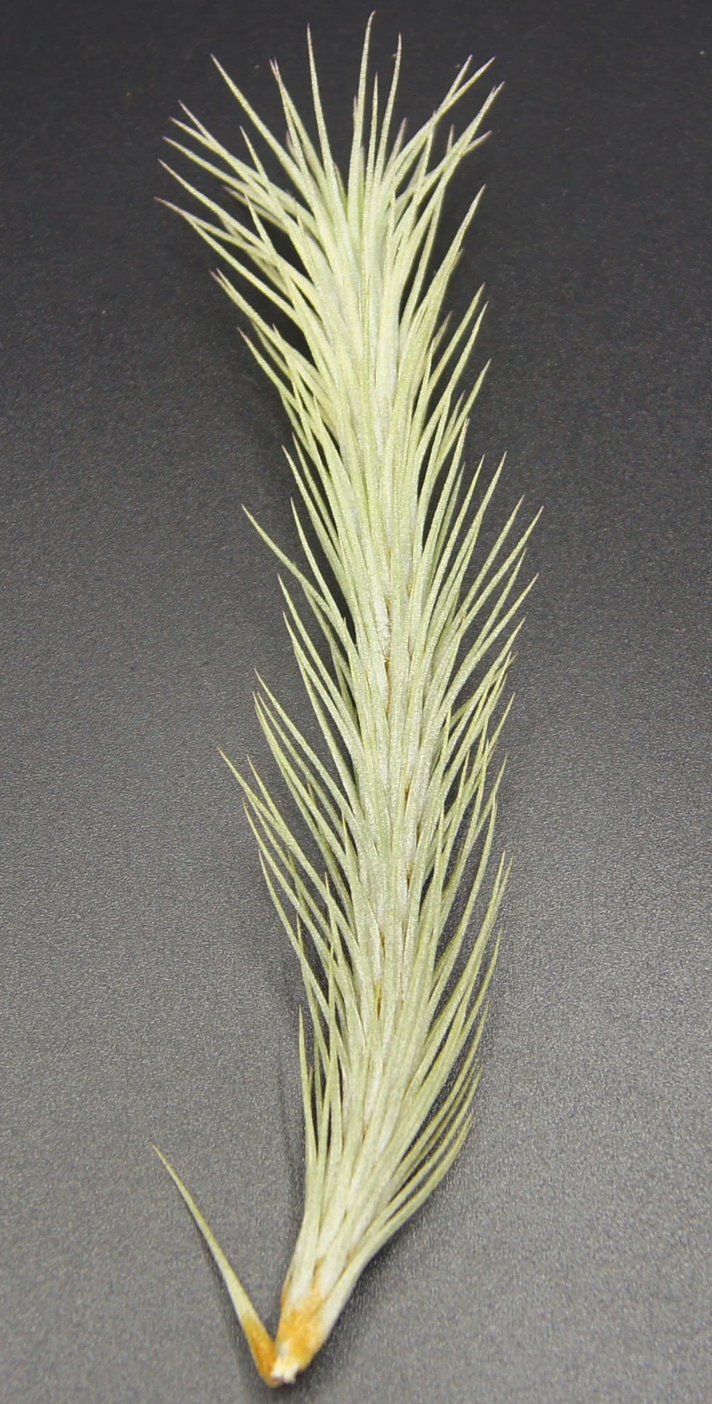 Oplandsien, tillandsia funckiana, roślina jeżynowa.