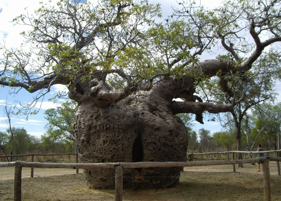 SAFLAX - Afrykańskie Drzewo Baobabu - 6 Nasiona - Adansonia digitata