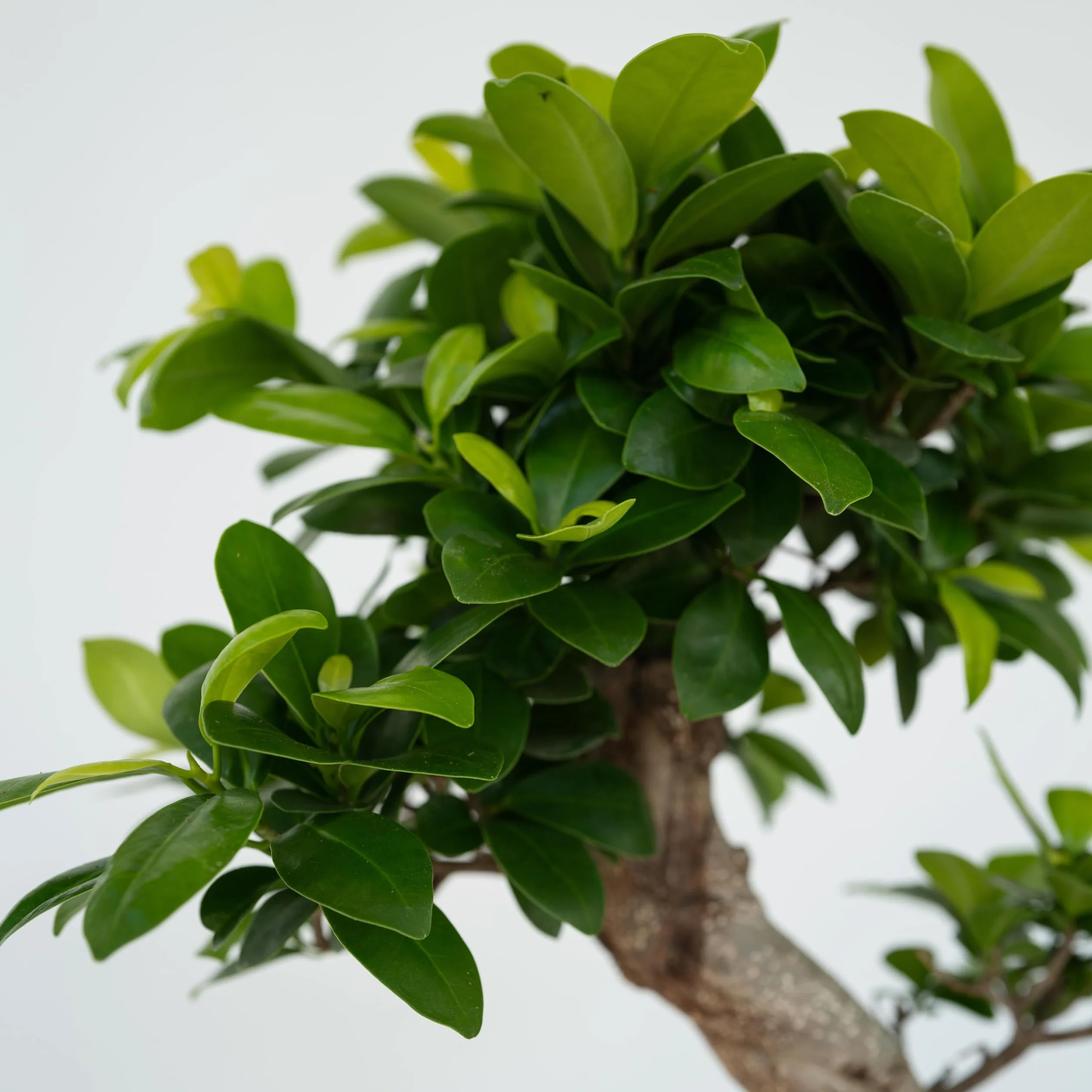 Plant in a Box - Ficus Ginseng S-Shape - Bonsai - Japański Bonsai - Doniczka 20cm - Wysokość 55-65cm