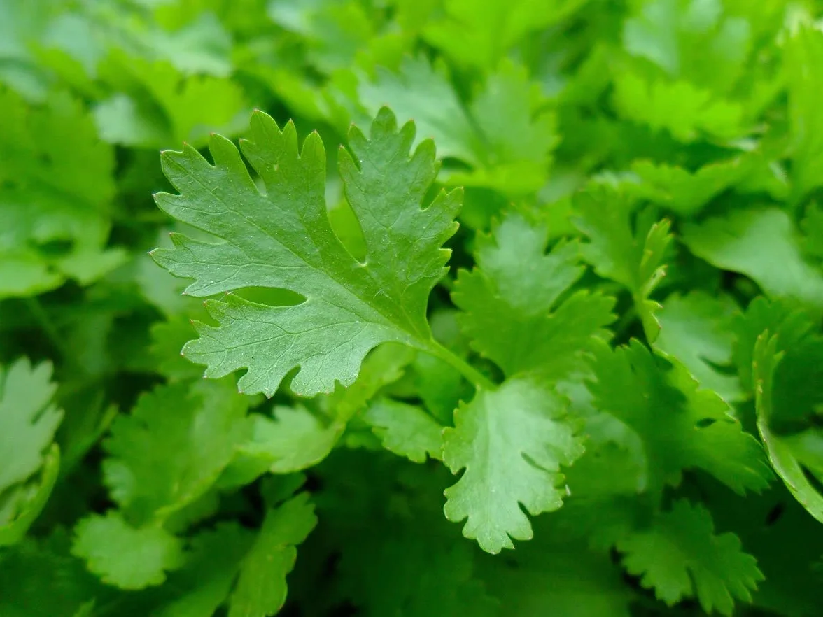 Partia 500 nasion włoskiej pietruszki olbrzymiej - Tradycyjna i bardzo aromatyczna roślina - Niezastąpiona w kuchni - 100% naturalna - Gustowna jakość - Gwarancja kiełkowania - 100% powtarzalności