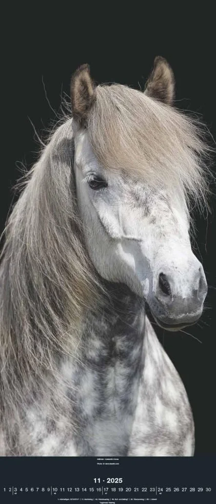 N NEUMANNVERLAGE - Beautiful Horses 2025 Wandkalender, 30x70cm, Kalender mit zwölf grandiosen Pferdeportraits, außergewöhnliche Aufnahmen, Spiralbindung und internationales Kalendarium