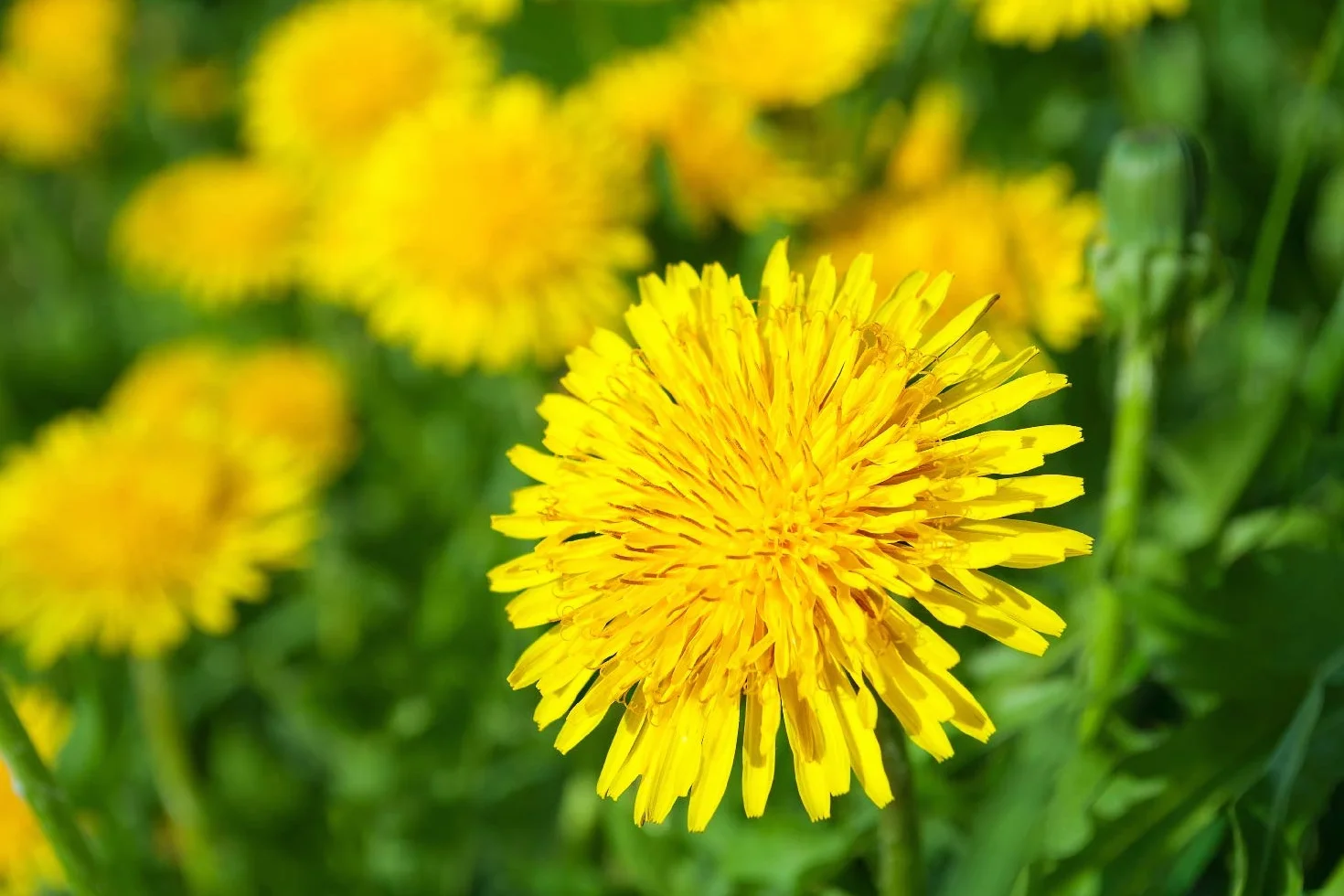 SAFLAX - Bio - Mniszek Lekarski - 400 Nasiona - Taraxacum officinale