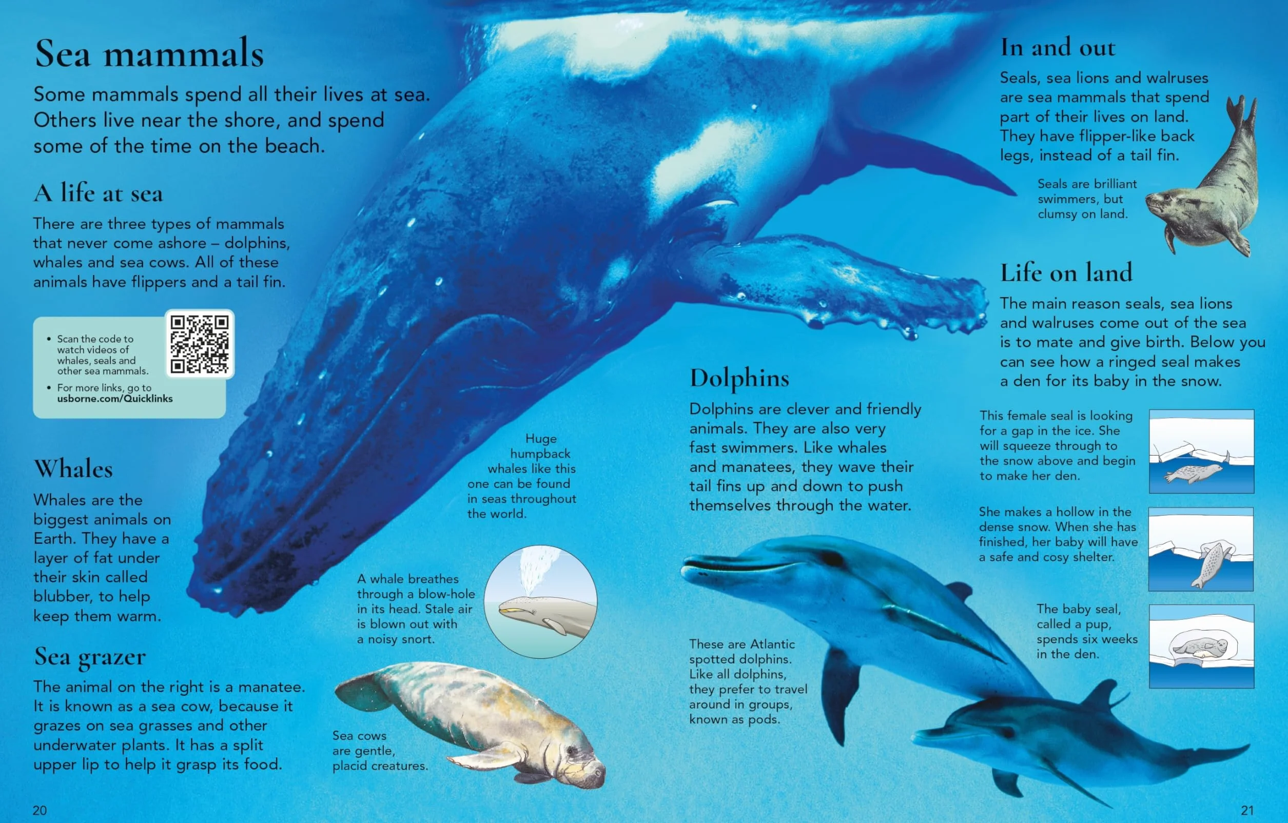 First Encyclopedia of Animals