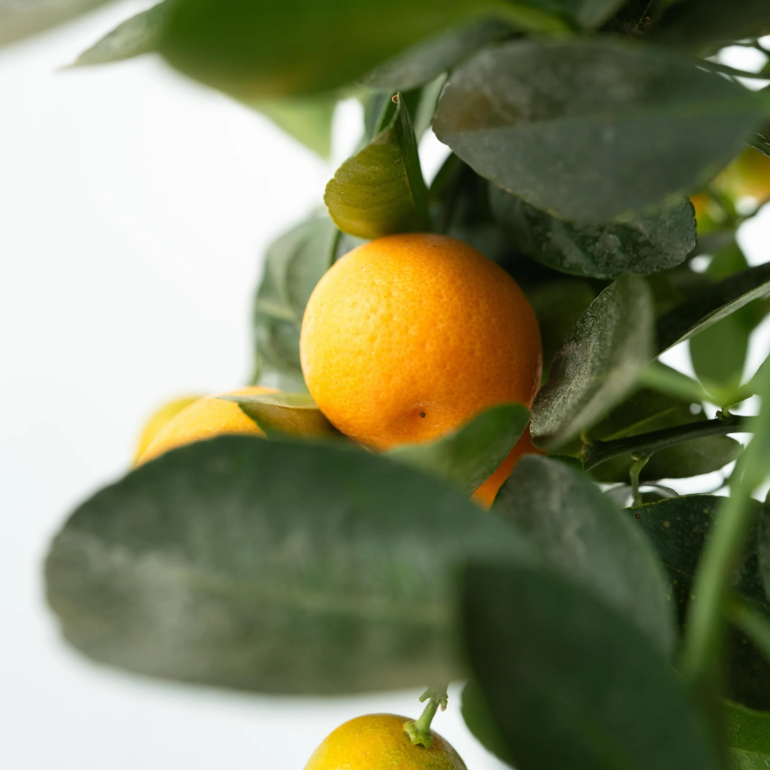 Plant in a Box - Citrus Calamondin - Kalamondyna - Drzewko cytrusowe - Doniczka 19cm - Wysokość 55-65cm