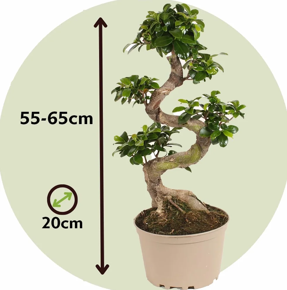 Plant in a Box - Ficus Ginseng S-Shape - Bonsai - Japański Bonsai - Doniczka 20cm - Wysokość 55-65cm