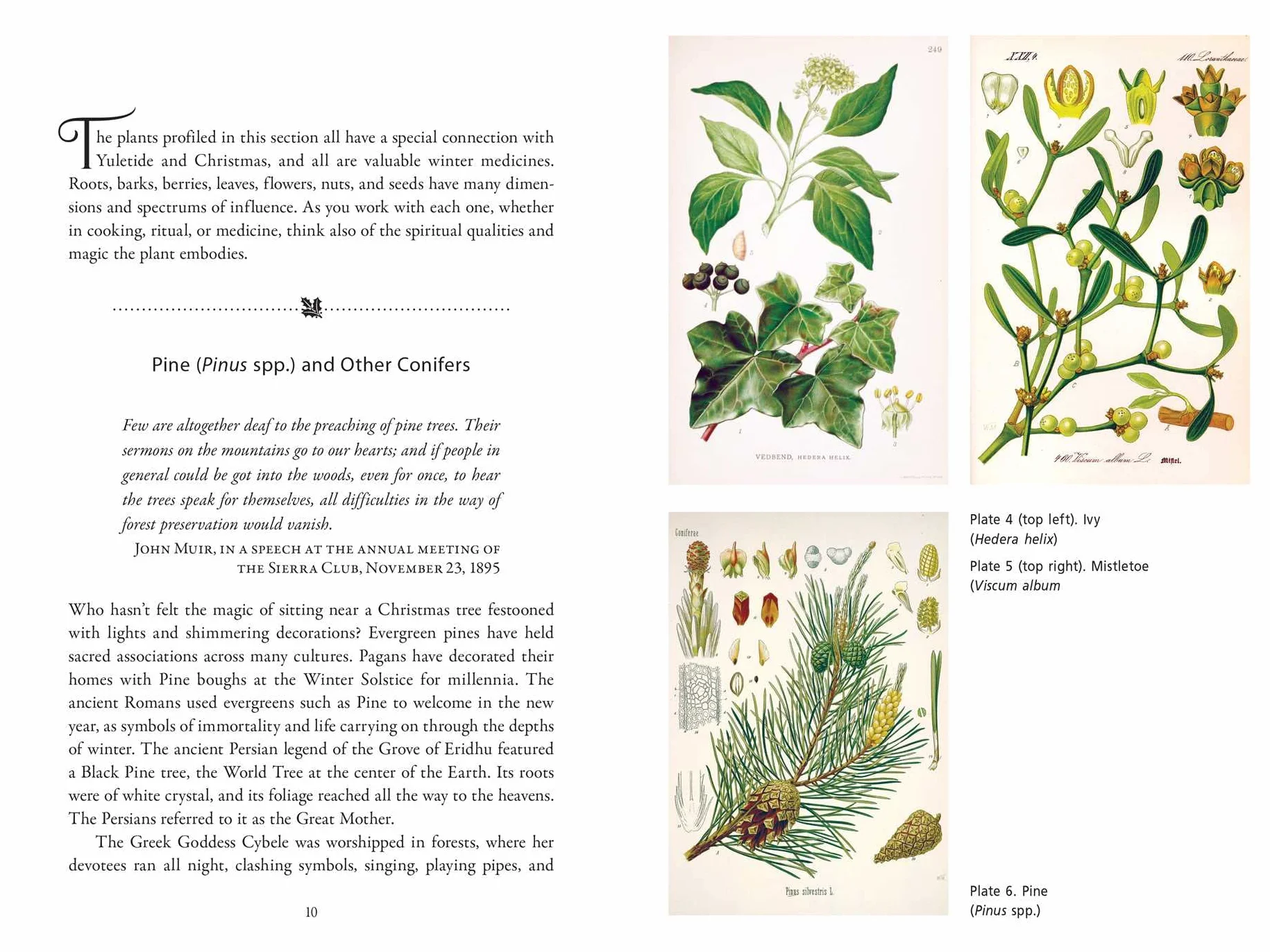 The Sacred Herbs of Yule and Christmas: Remedies, Recipes, Magic, and Brews for the Winter Season