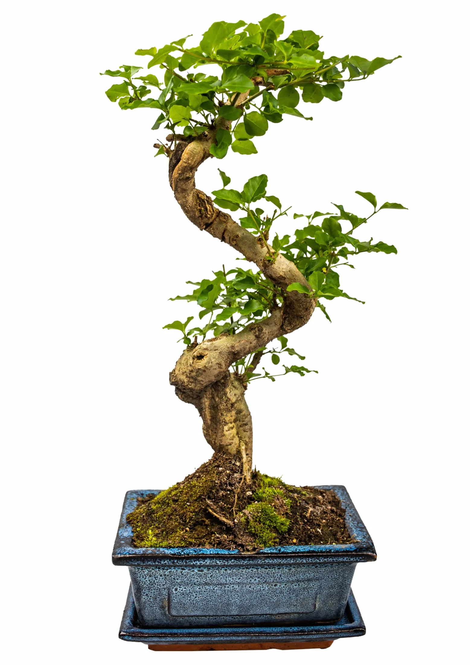 Drzewko bonsai, chiński ligustr, przybliżona żywotność 11 lat, 35-40 cm wysokości, wiecznie zielony, z podstawką