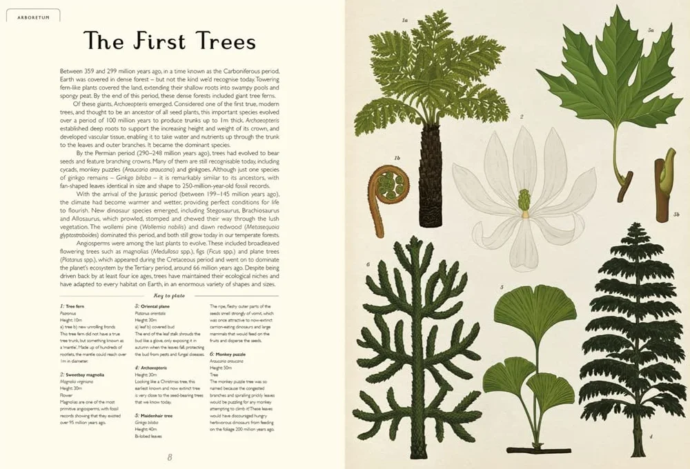 Arboretum: by Tony Kirkham and illustrator Katie Scott
