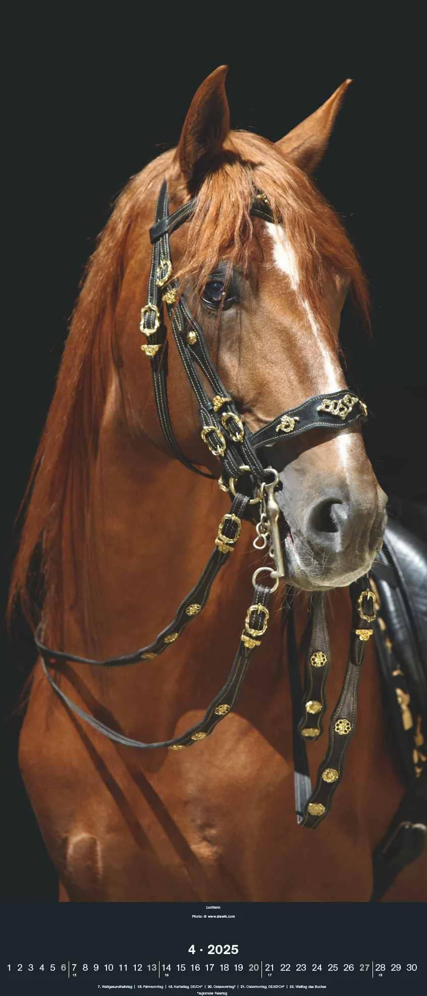 N NEUMANNVERLAGE - Beautiful Horses 2025 Wandkalender, 30x70cm, Kalender mit zwölf grandiosen Pferdeportraits, außergewöhnliche Aufnahmen, Spiralbindung und internationales Kalendarium