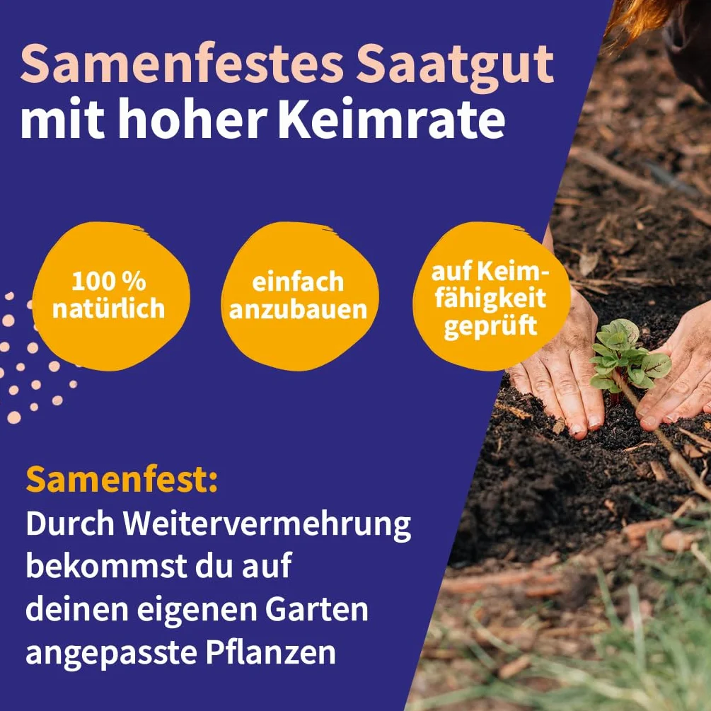 Heilkräutersamen - 12 sztuk samenfestyn na ogród, hochbeet lub balkon - tradycyjny i piękny - zestaw upominkowy jako mały prezent lub do dekoracji domu