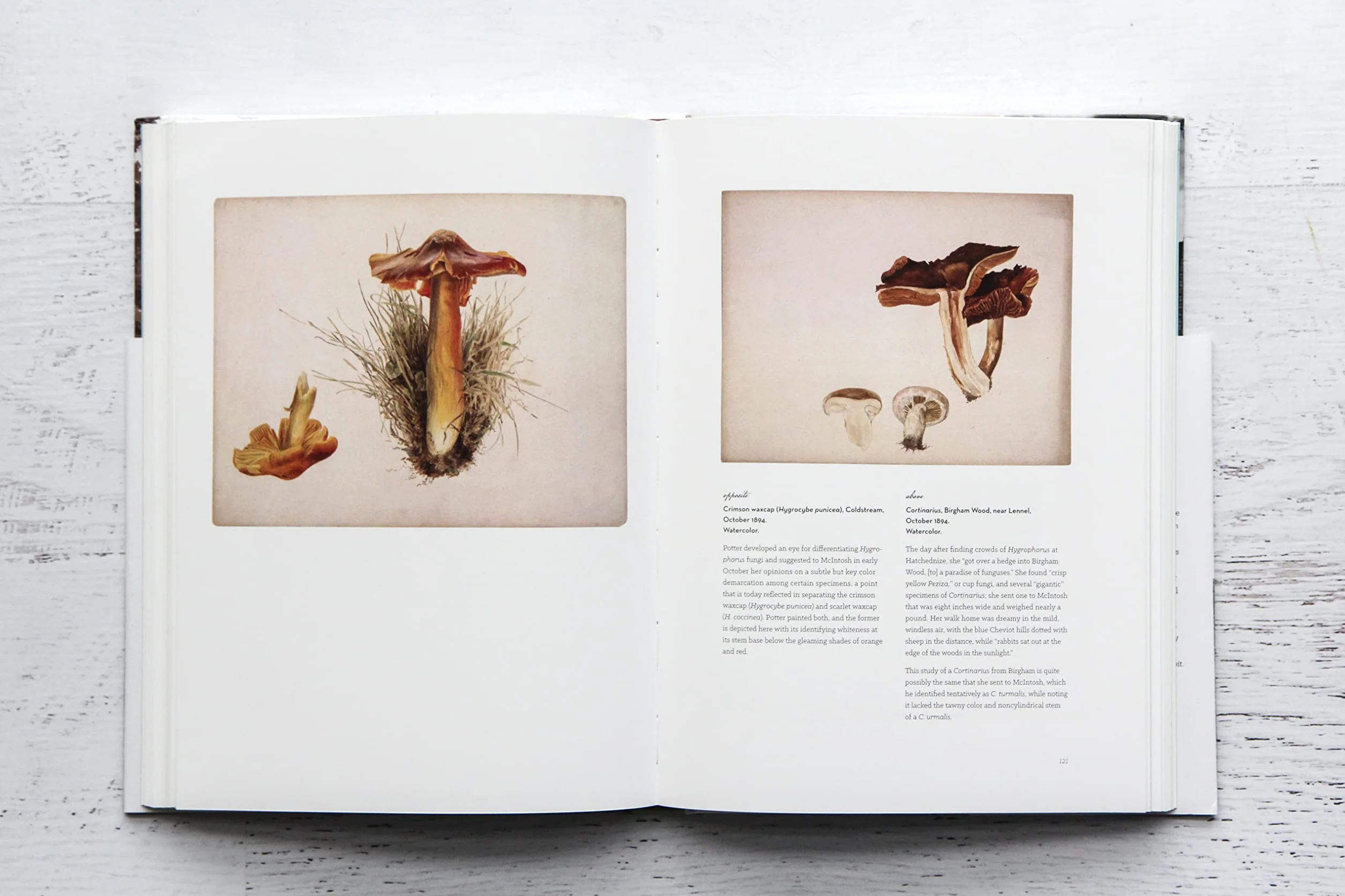 The Art of Beatrix Potter: Sketches, Paintings, and Illustrations