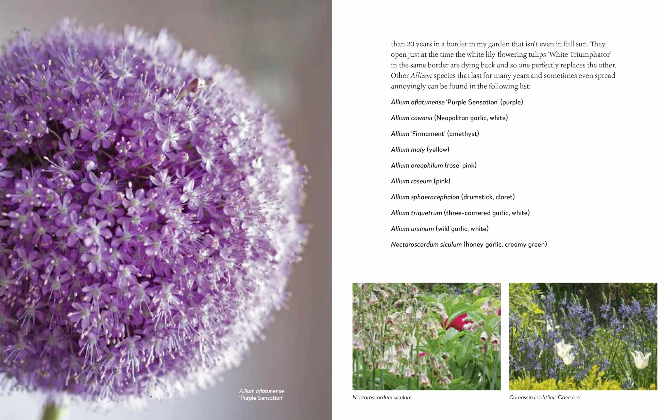 My Garden: A Year of Design and Experimentation