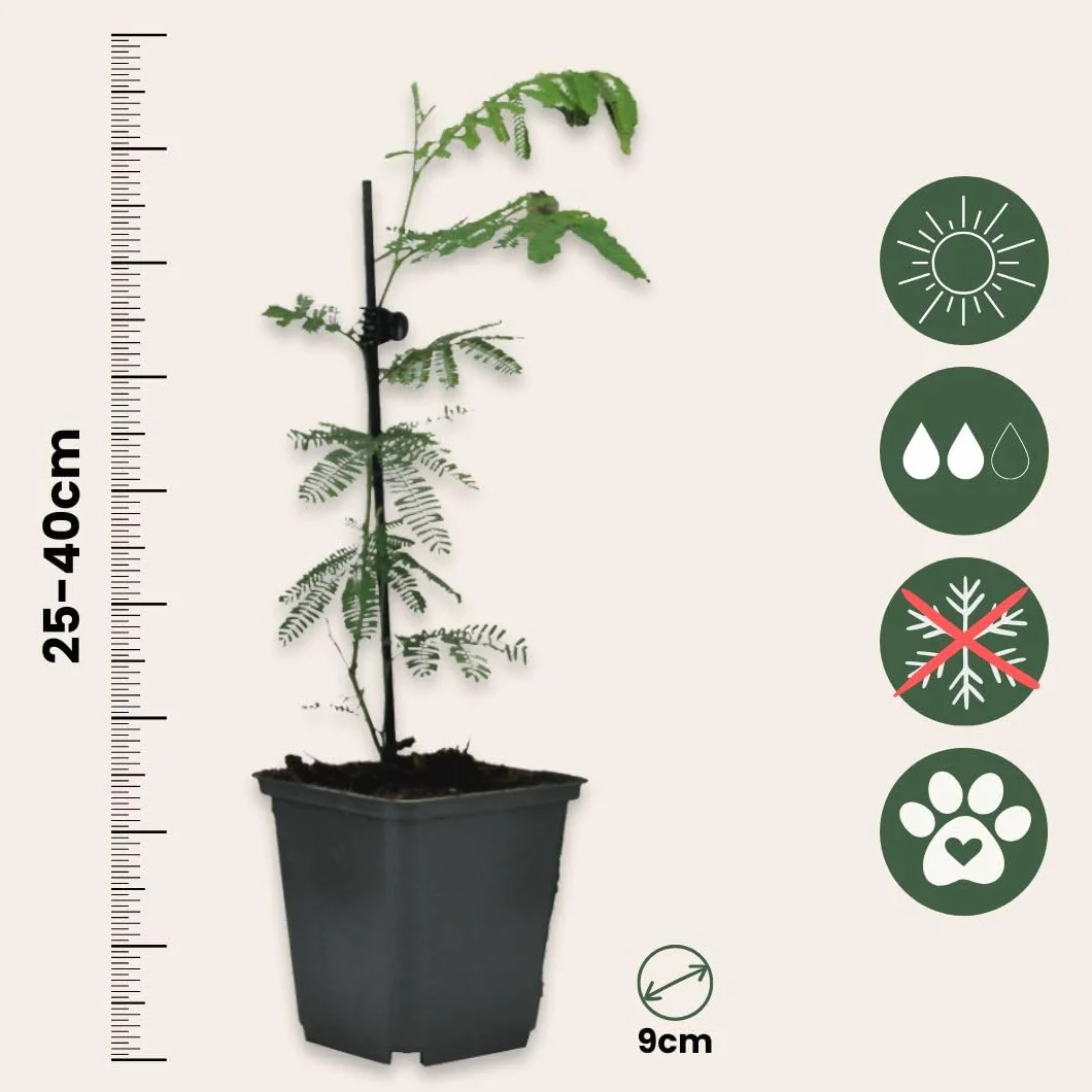 Plant in a Box - Akacja Srebrzysta - Acacia dealbata Mimosa - Zestaw 3 sztuk - Doniczka 9 cm - Wysokość 25-40cm - Rośliny ogrodowe