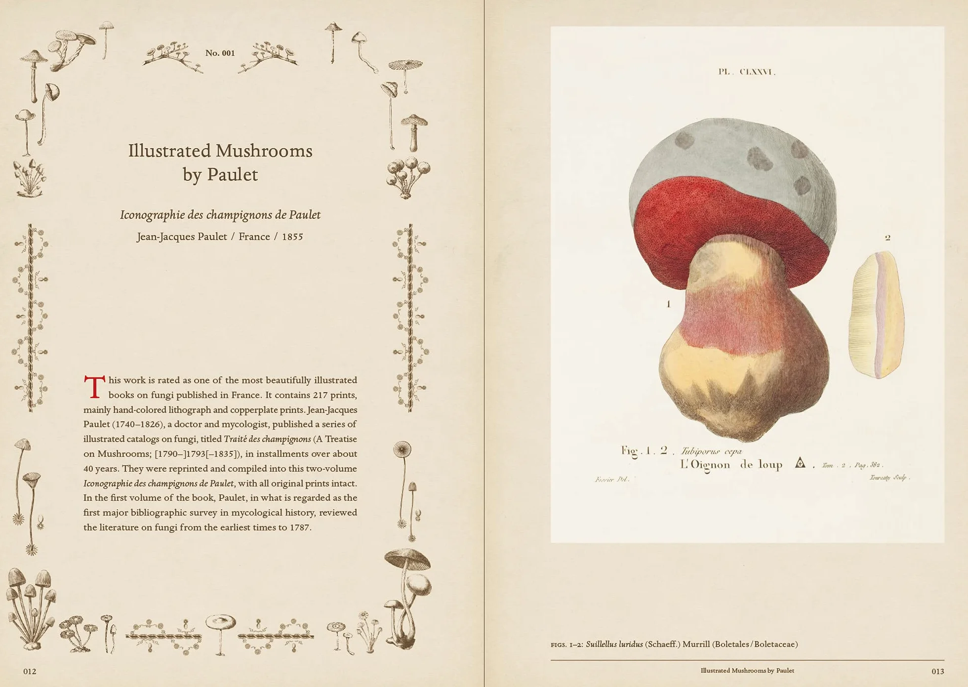 Mushroom Botanical Art /anglais