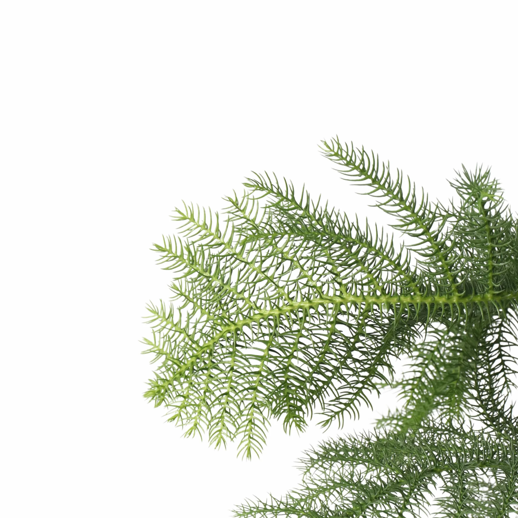 Plant in a Box - Araucaria Heterophylla - Sosna Norfolk - Sosna Pokojowa - Doniczka 21cm - Wysokość 70-80cm