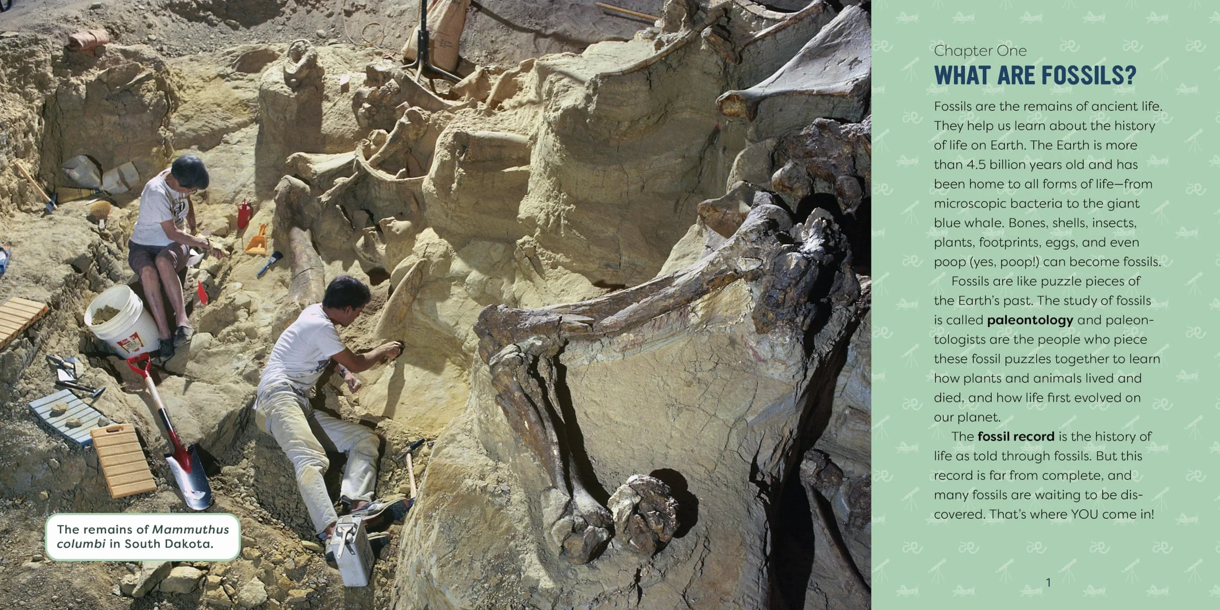 Fossils for Kids: A Junior Scientist's Guide to Dinosaur Bones, Ancient Animals, and Prehistoric Life on Earth