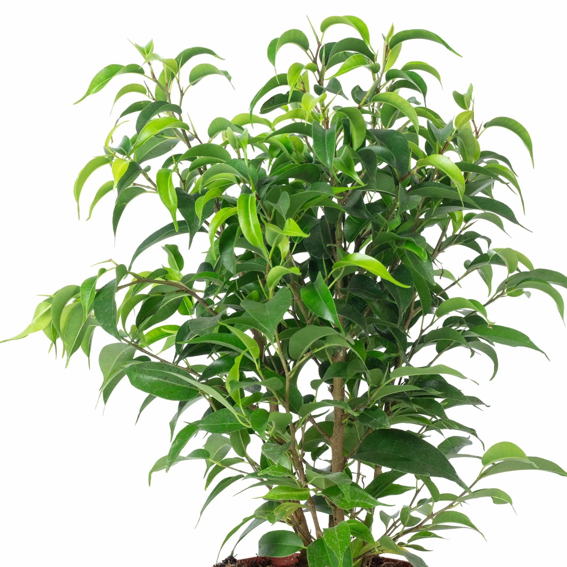 Figa brzozowa "Natasja" rozgałęziona - łatwa w pielęgnacji roślina pokojowa, Ficus benjamini - wysokość ok. 30 cm, średnica doniczki 12 cm