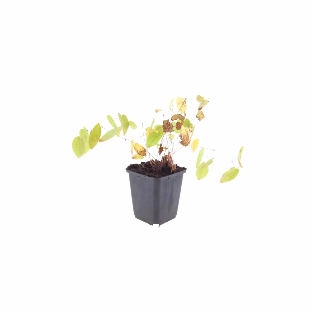 Kwiat elfów Epimedium × youngianum 'Niveum' – 12 roślin – 10-25 cm – Ø 9 cm – biała roślina cienia – mrozoodporna roślina okrywowa do ogrodu i zagrodowej krawędzi
