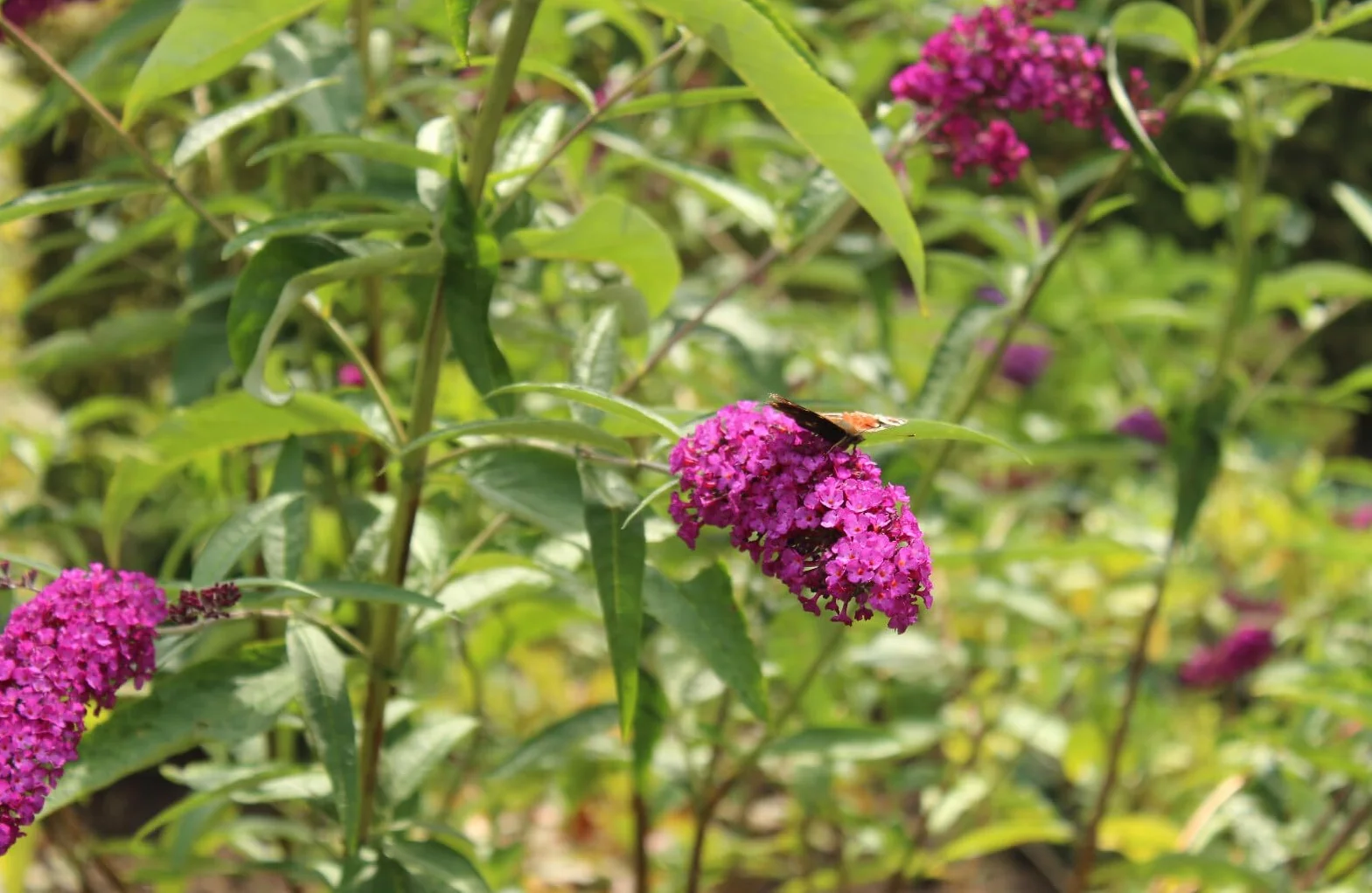 Letni bzy krzew motyla "Buddleja Davidii Royal Red" 60-80 cm mrozoodporny hodowla na świeżym powietrzu