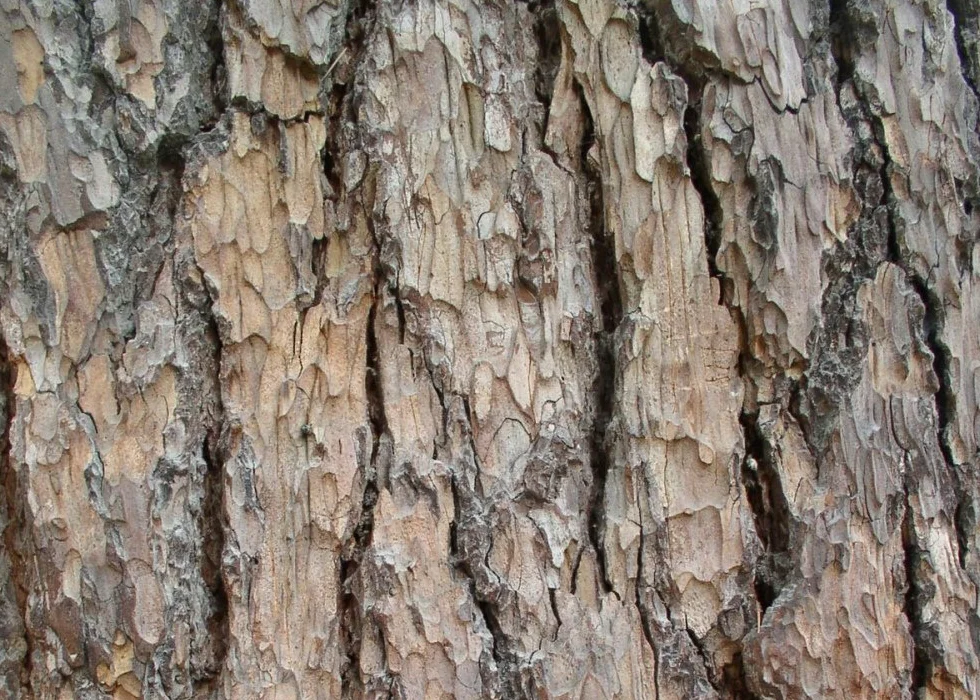 SAFLAX - Liban - Cedr - 20 Nasiona - Z pożywką wolną od zarazków - Cedrus libani
