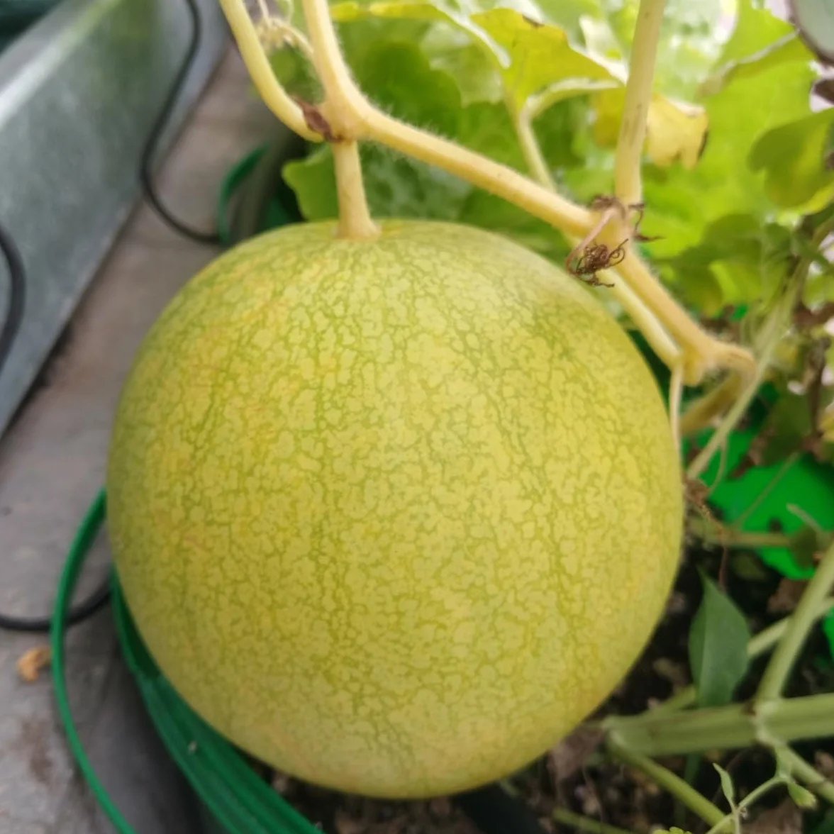 Arbuz 'Golden MIdget' (Citrullus lanatus) - ok. 5 nasion