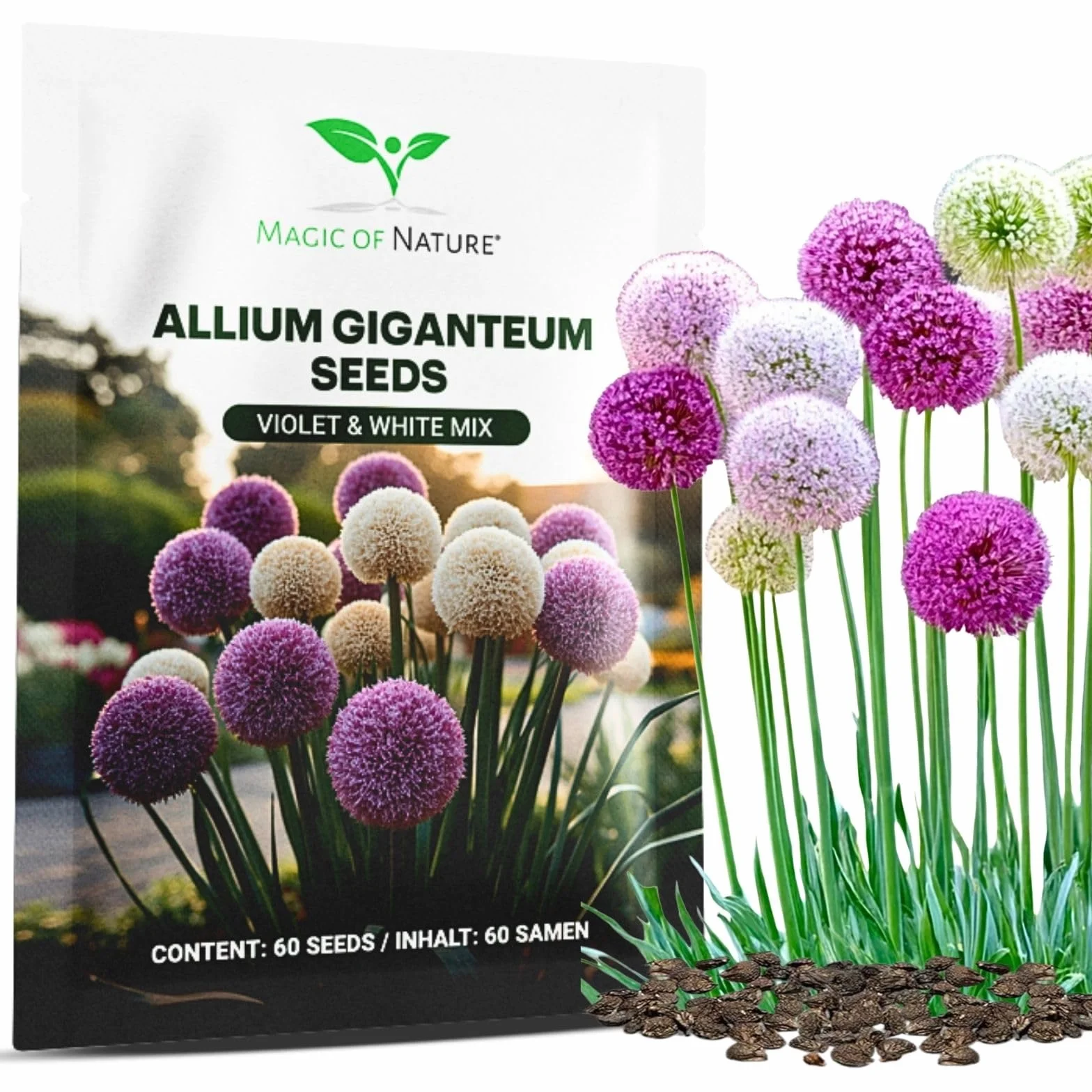 Magic of Nature: Czosnek Olbrzymi Nasiona (60 szt.) Allium giganteum Mix Fioletowy i Biały – Mrozoodporne Nasiona Ogrodowe