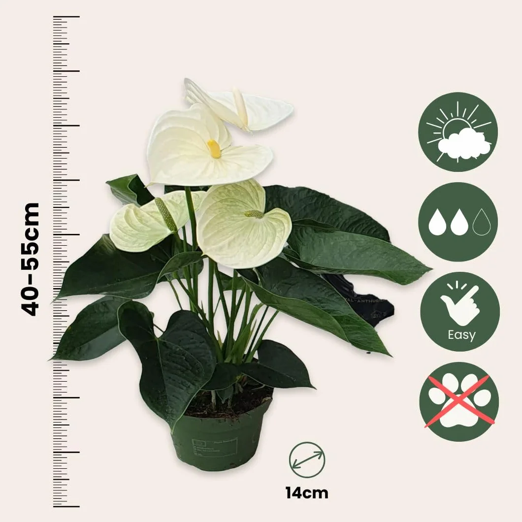 Plant in a Box - Biały anthurium - Zestaw 1 - Anthurium 'Alpine White' - Wysokość 40-55cm - ø 14cm - Roślina doniczkowa kwitnąca - Biały