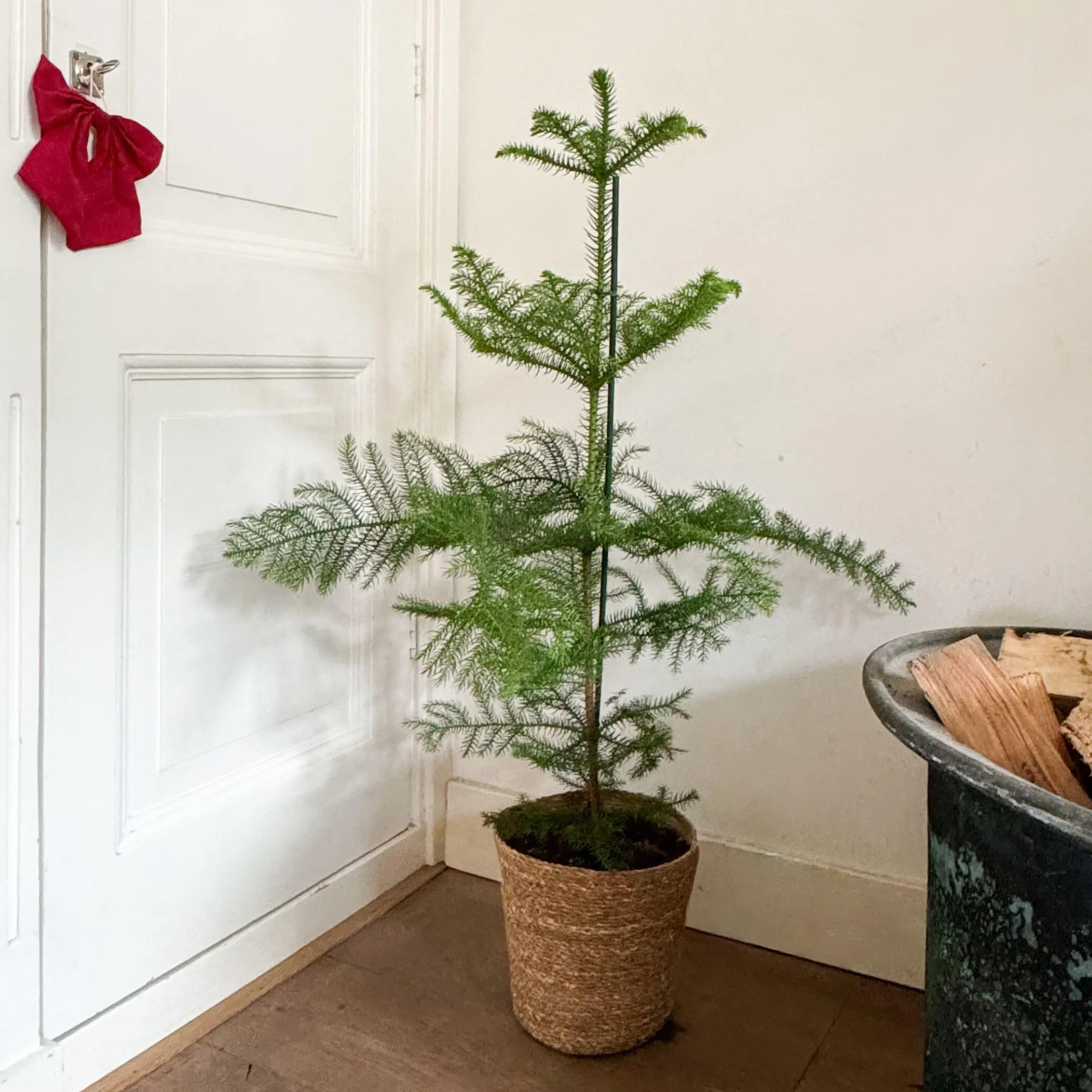 Plant in a Box - Araucaria Heterophylla - Sosna Norfolk - Sosna Pokojowa - Doniczka 21cm - Wysokość 70-80cm