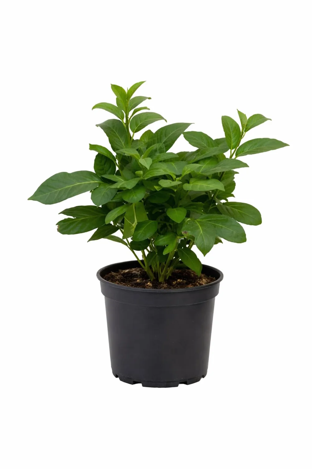 Solanum Pepino Gold 20-40 cm – słodka i aromatyczna gruszka melonowa, egzotyczna roślina owocowa do ogrodu i na balkon
