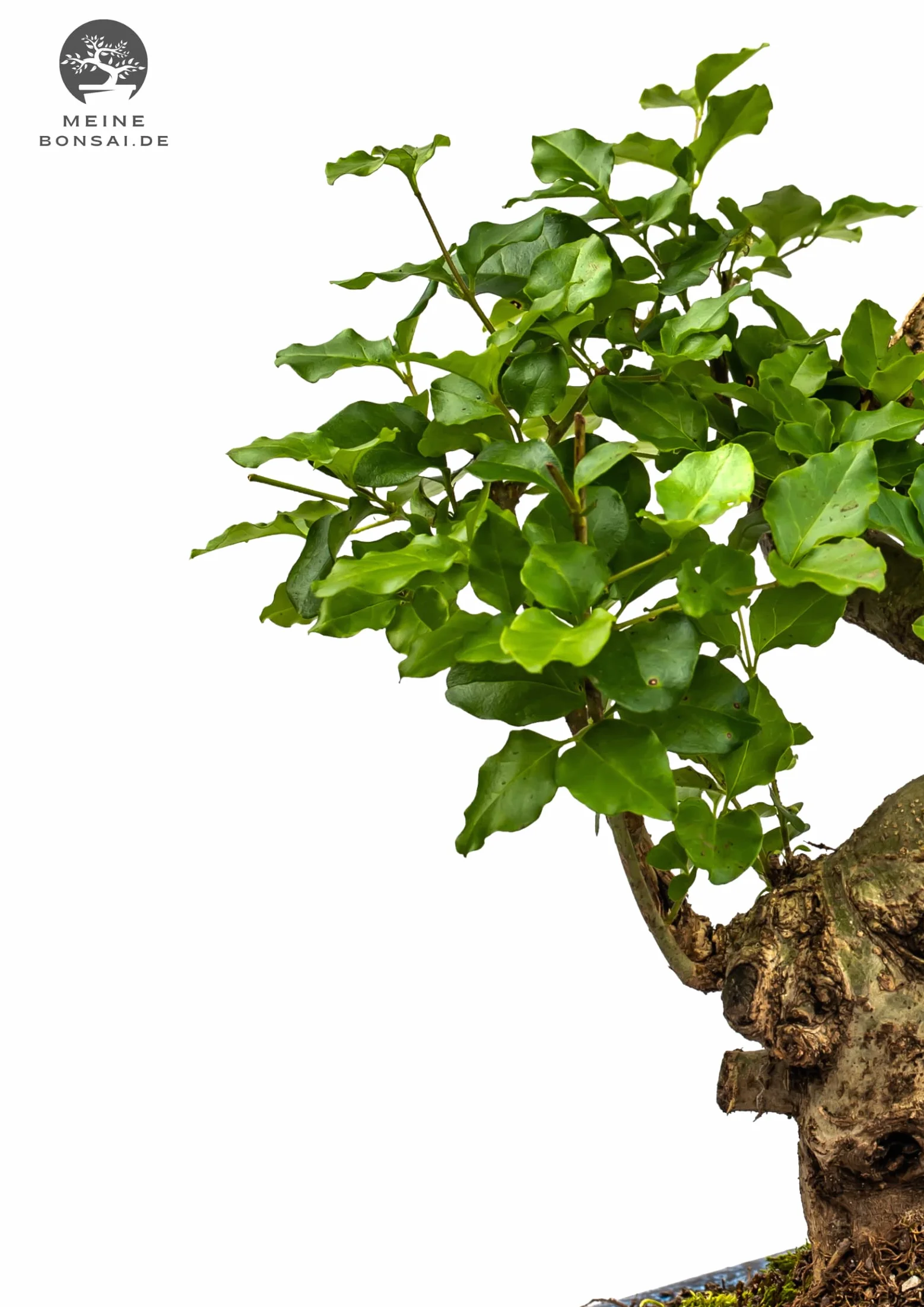 Drzewko bonsai, chiński ligustr, przybliżona żywotność 11 lat, 35-40 cm wysokości, wiecznie zielony, z podstawką