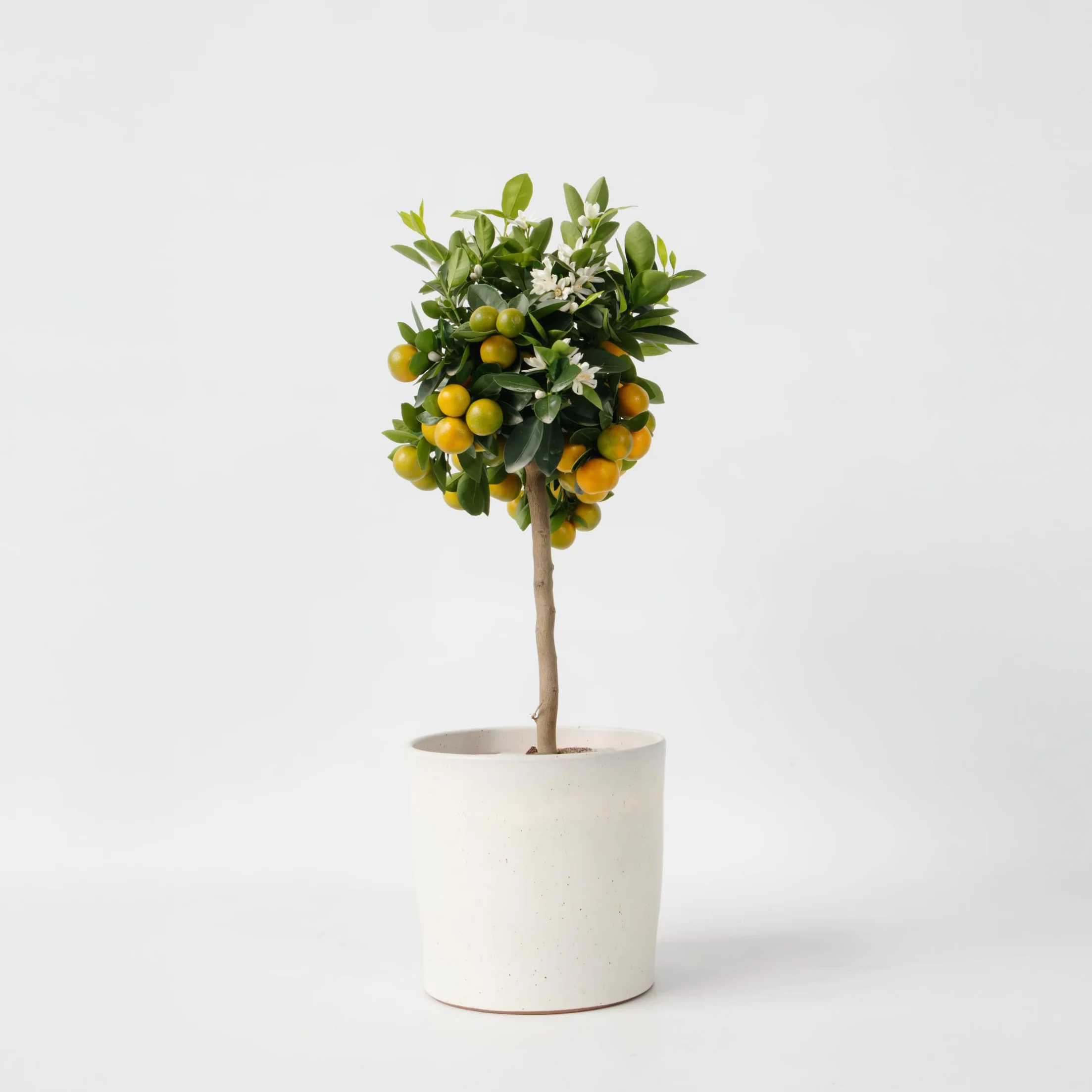 Plant in a Box - Citrus Calamondin - Kalamondyna - Drzewko cytrusowe - Doniczka 19cm - Wysokość 55-65cm